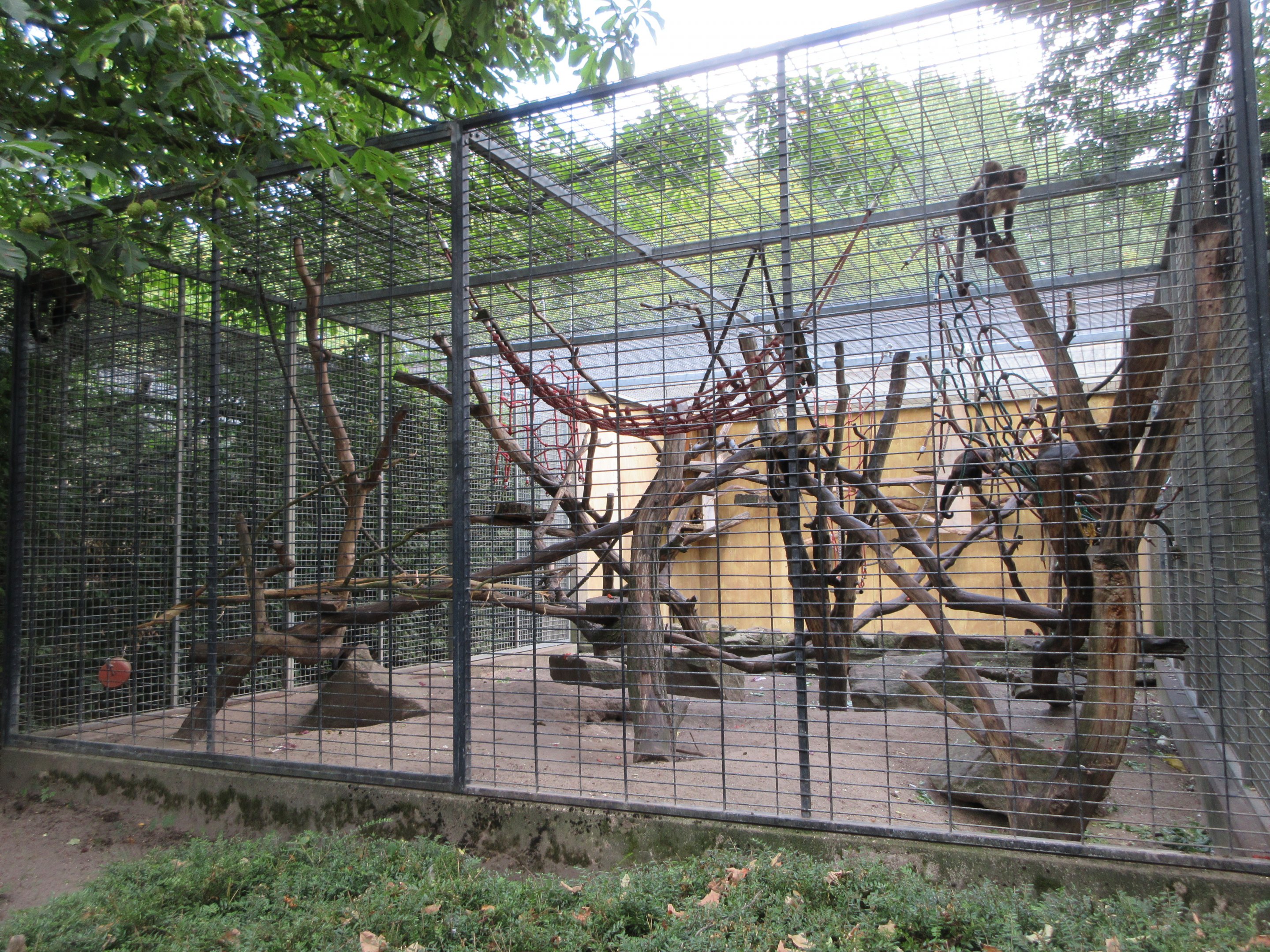 Yellow-breasted Capuchin Exhibit