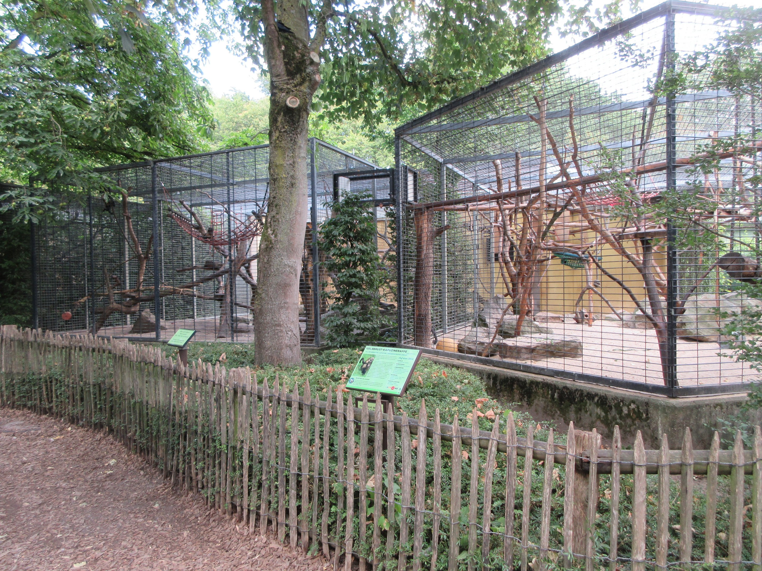 Yellow-breasted Capuchin Exhibits