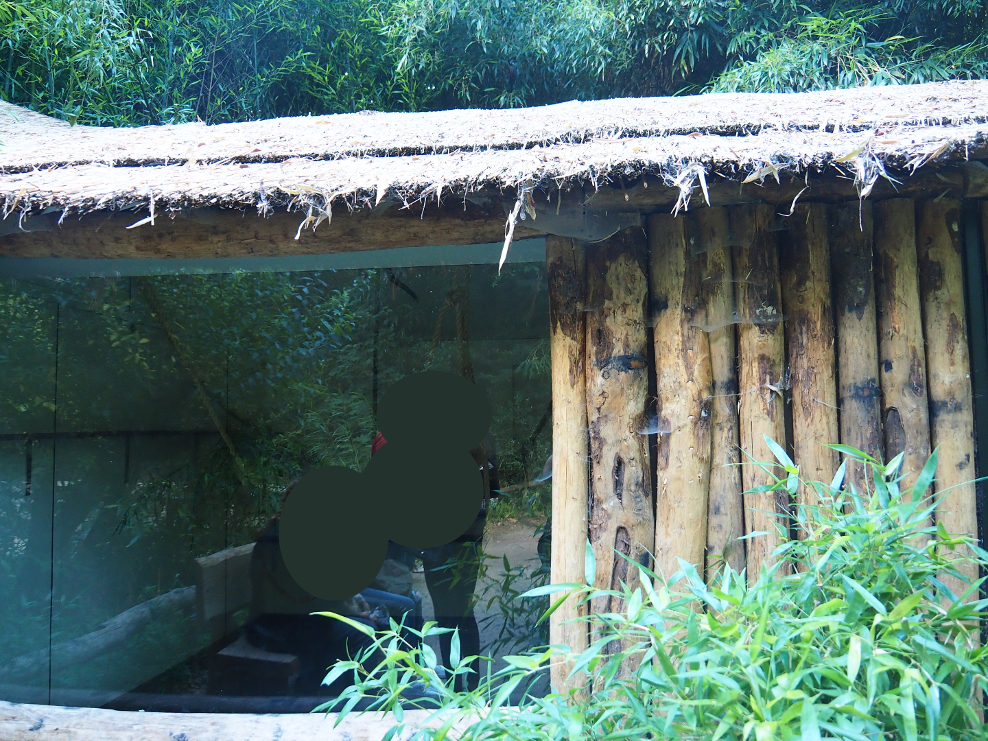 Yellow-breasted capuchin house, 2019-08-11