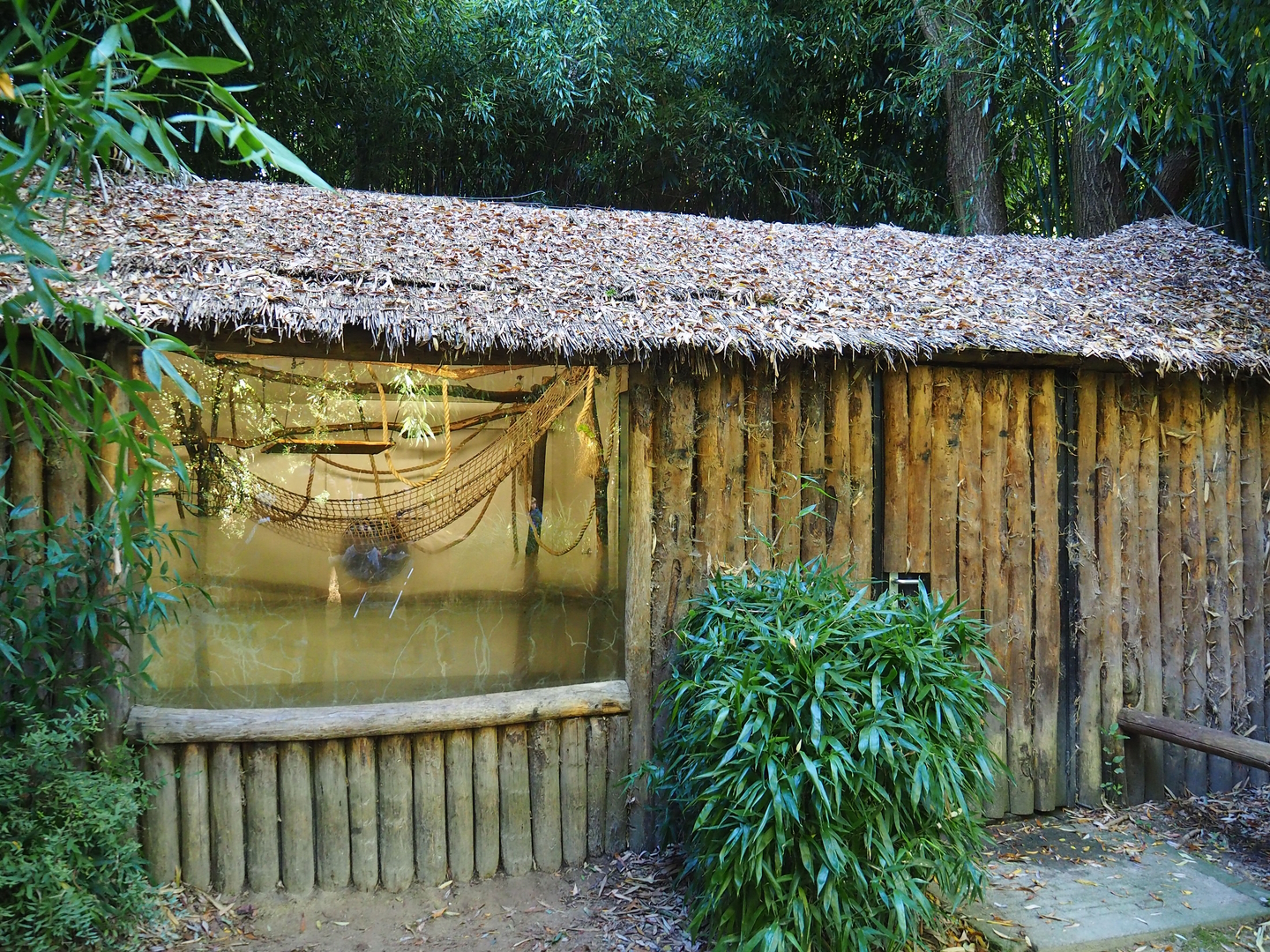 Yellow-breasted capuchin house, 2022-10-09