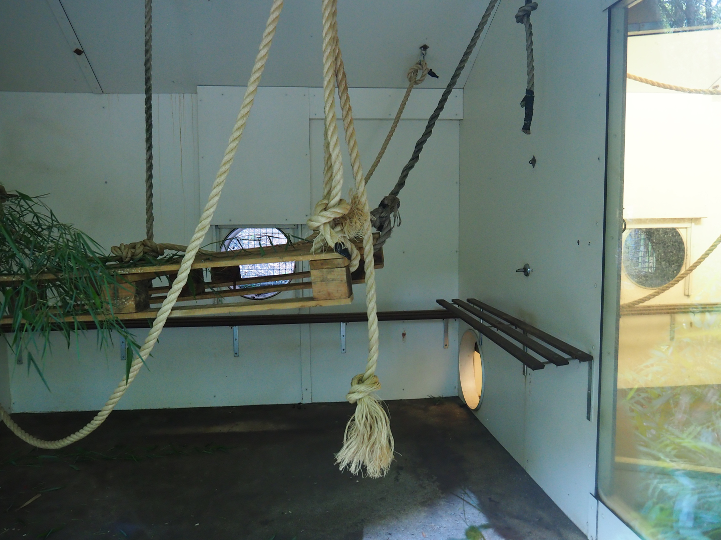 Yellow-breasted capuchin indoor housing, 2019-08-11