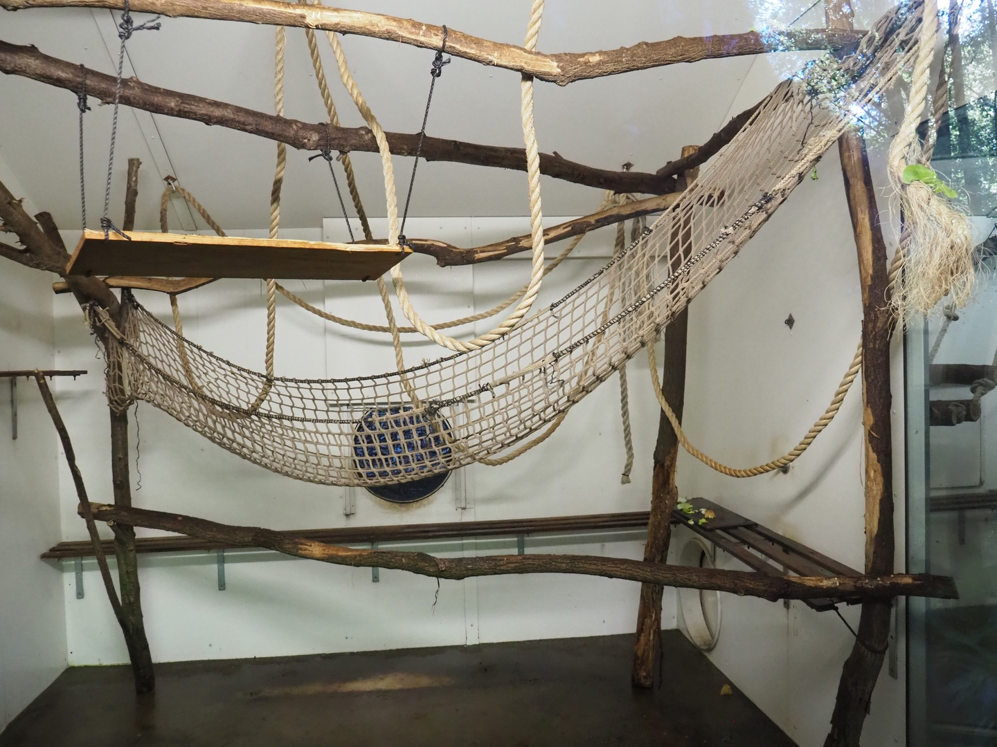 Yellow-breasted capuchin indoor housing, 2022-10-09