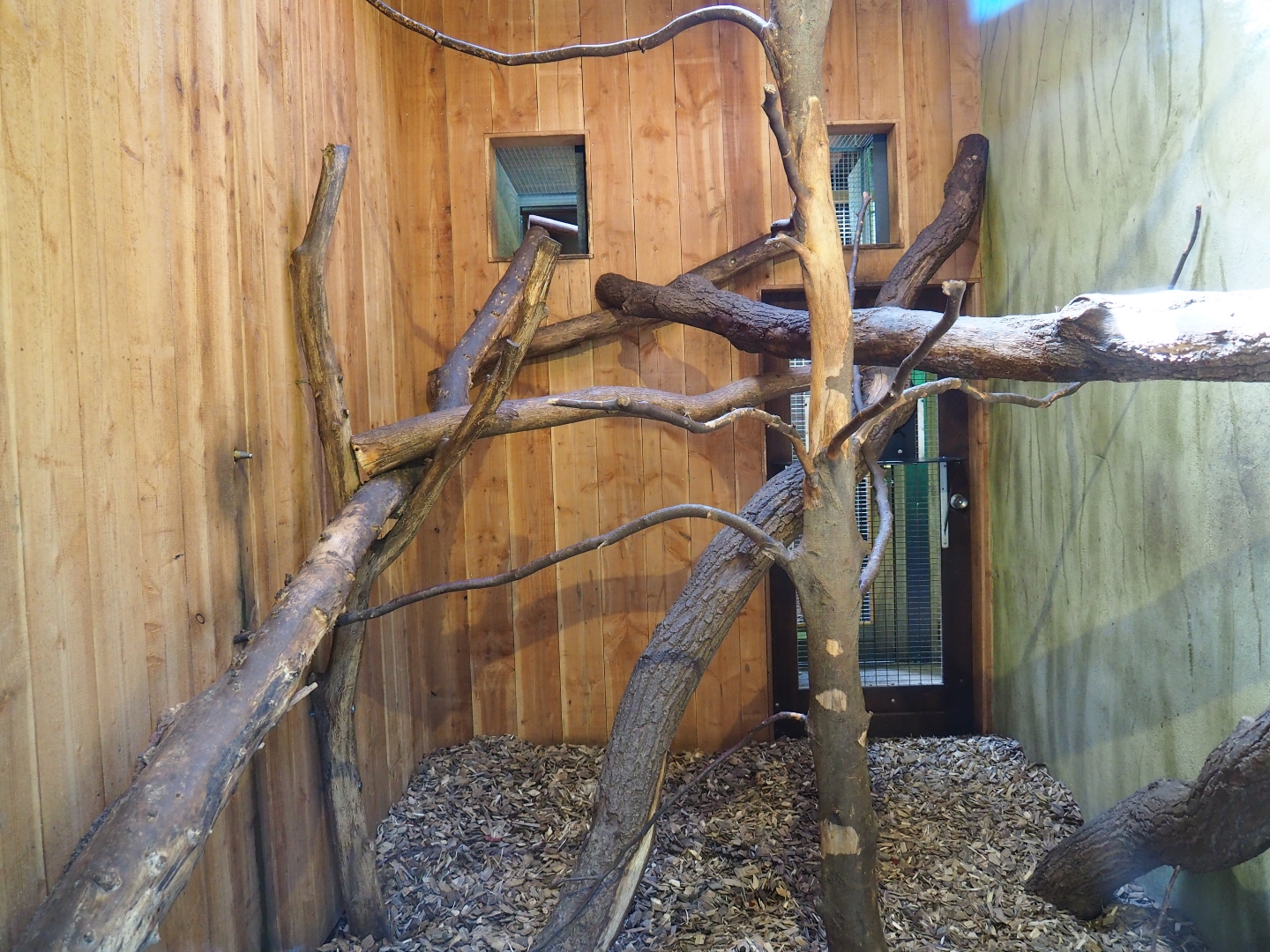 Yellow-breasted capuchin indoor housing