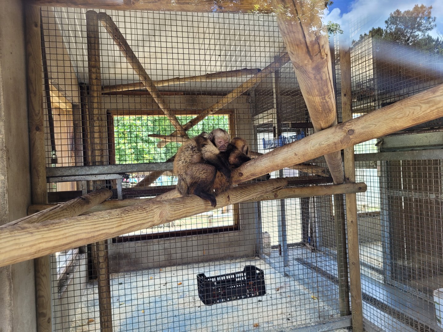 Yellow-breasted capuchin indoors exhibit -Zoo du bassin d'Arcachon (2024)