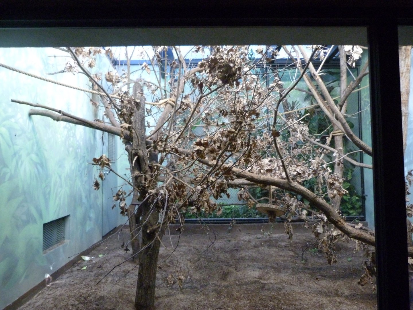 Yellow-breasted capuchin indoors exhibit -Zoo Praha (2025)