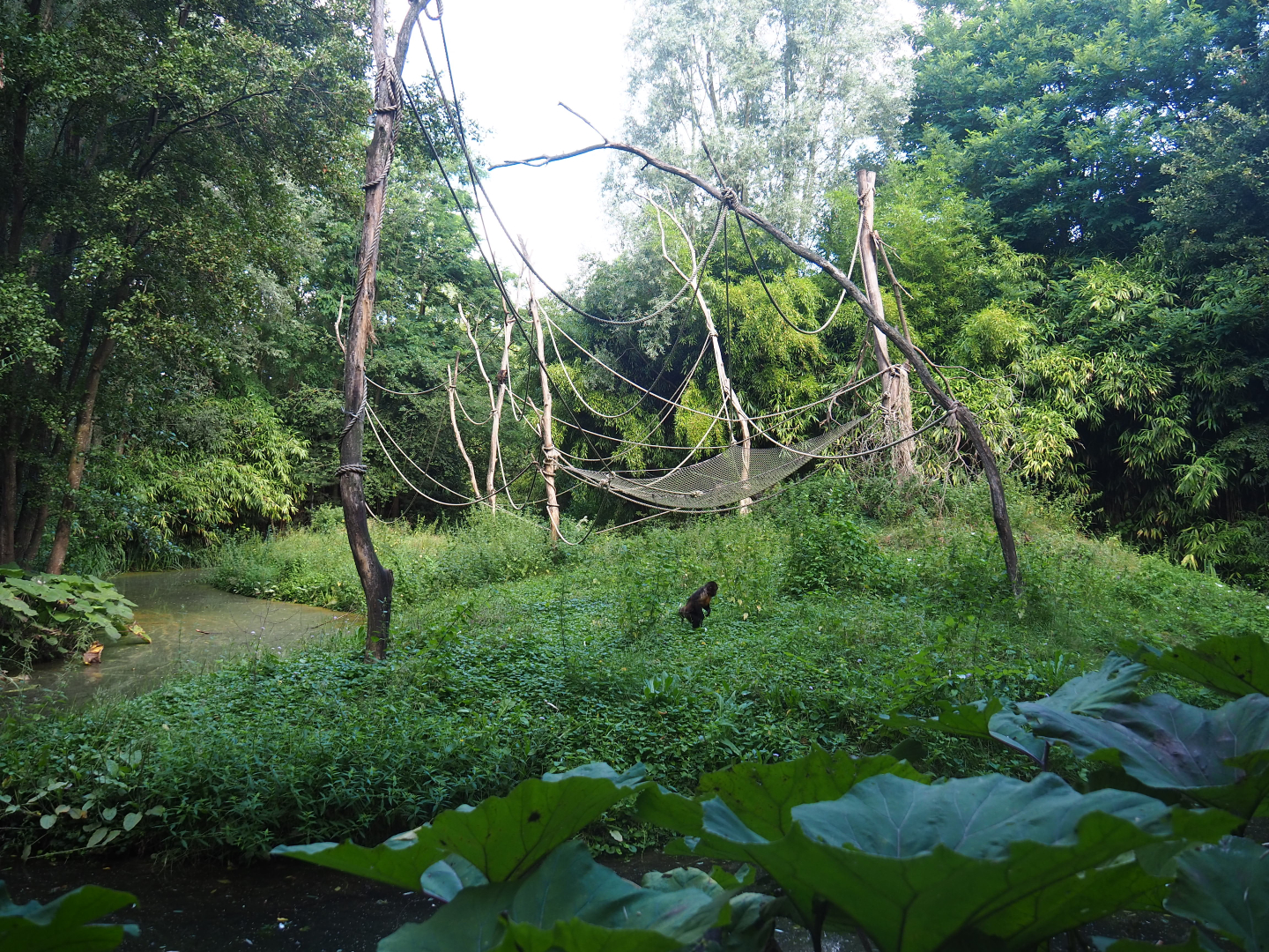 Yellow-breasted capuchin island, 2019-08-11