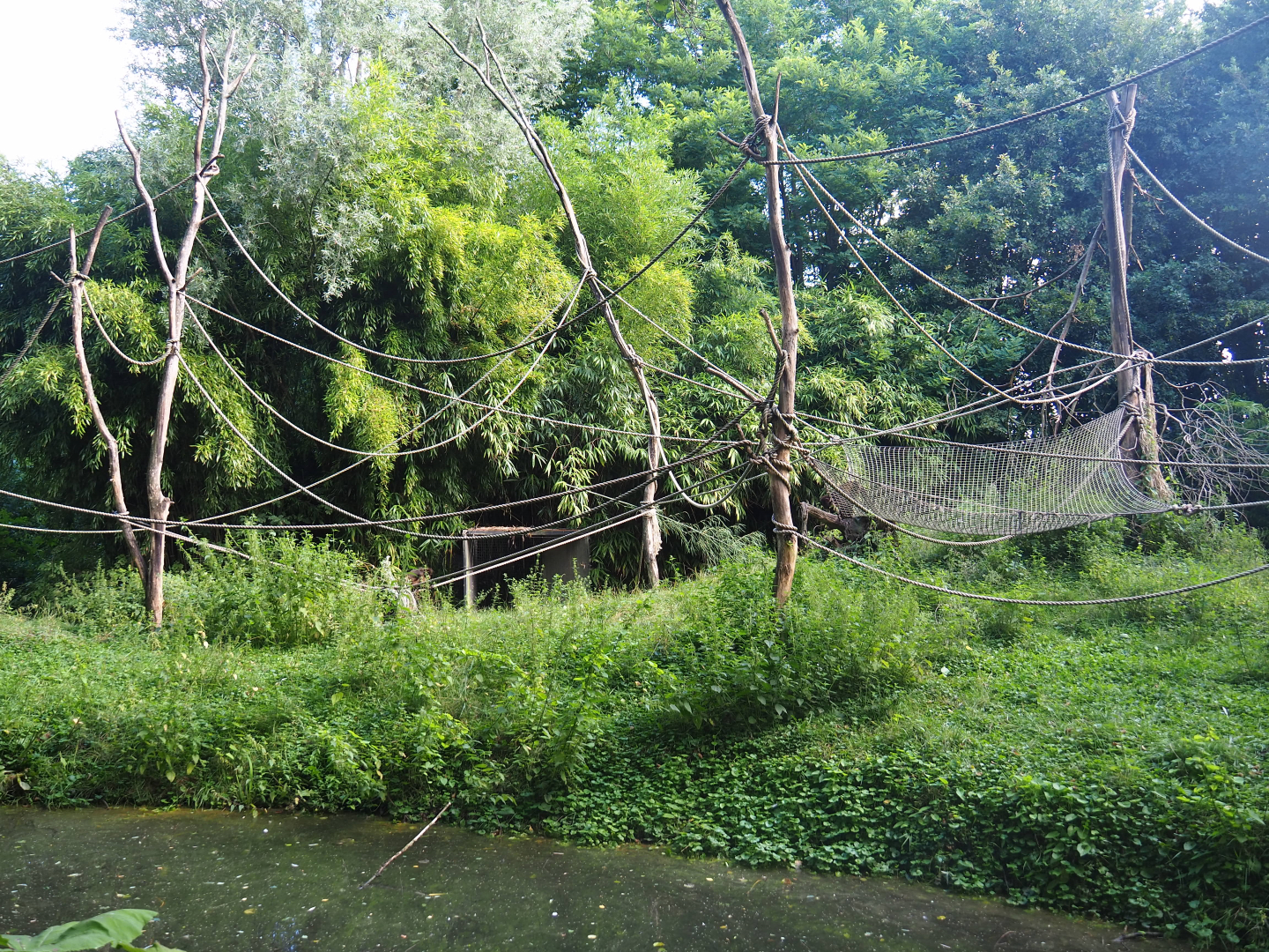 Yellow-breasted capuchin island, 2019-08-11