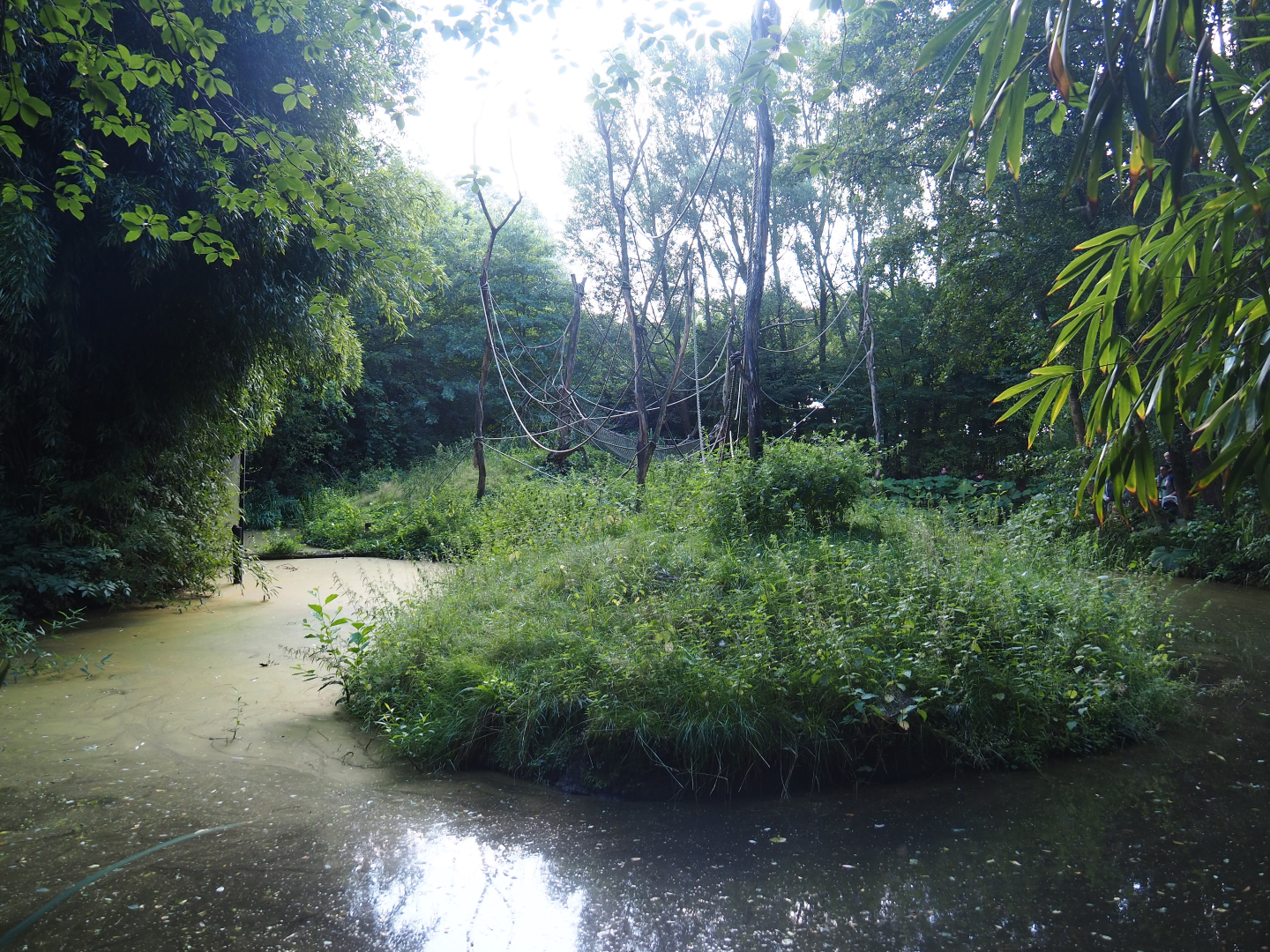 Yellow-breasted capuchin island, 2019-08-11