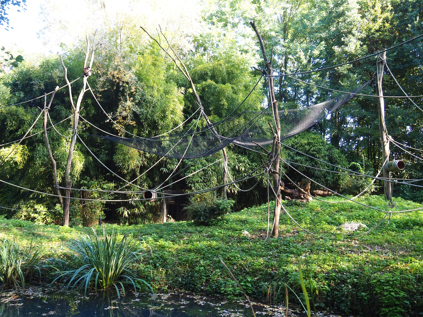 Yellow-breasted capuchin island, 2022-10-09
