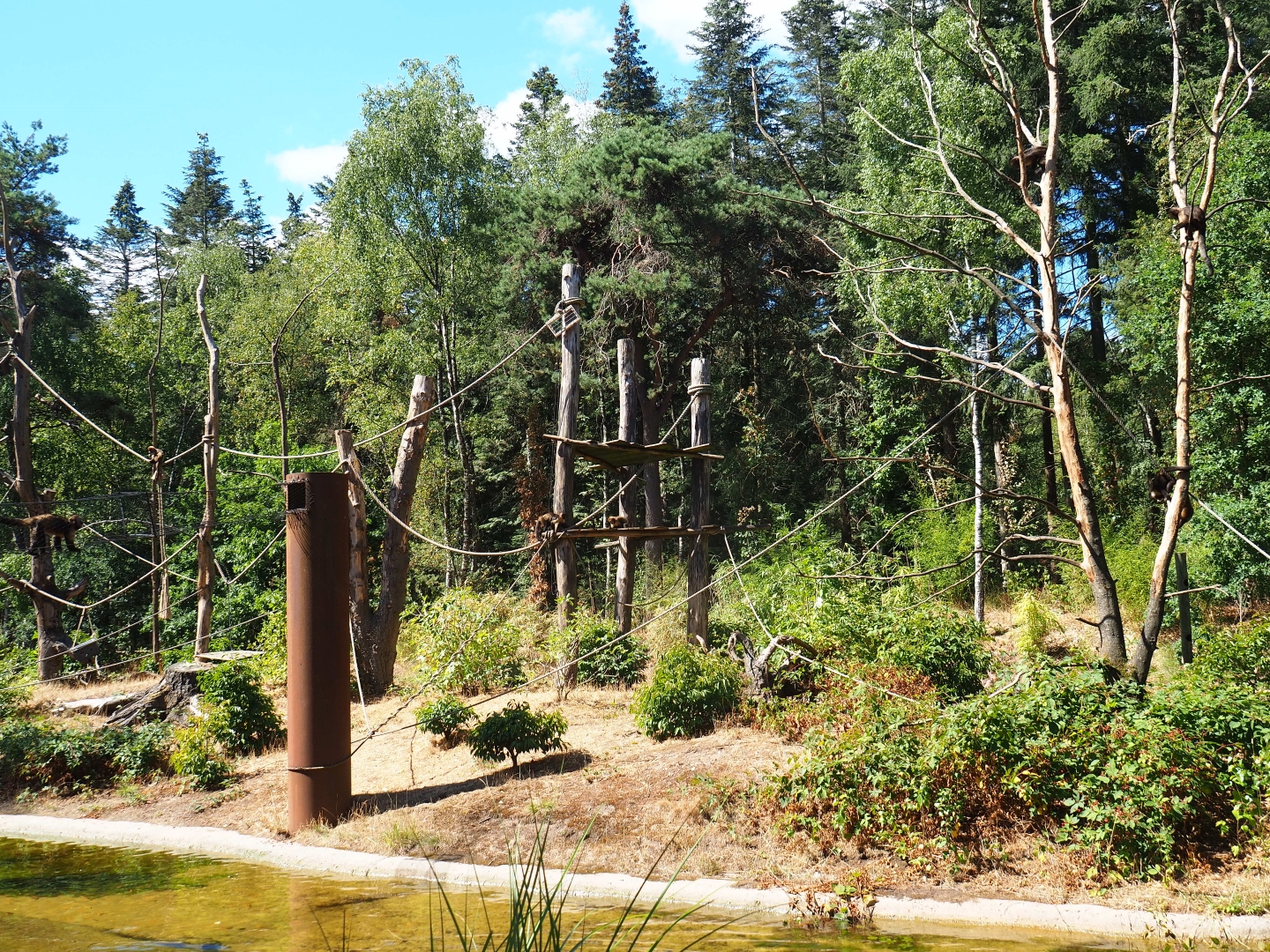 Yellow-breasted capuchin island