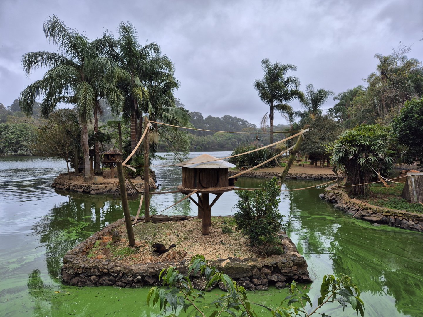 Yellow-breasted Capuchin Islands