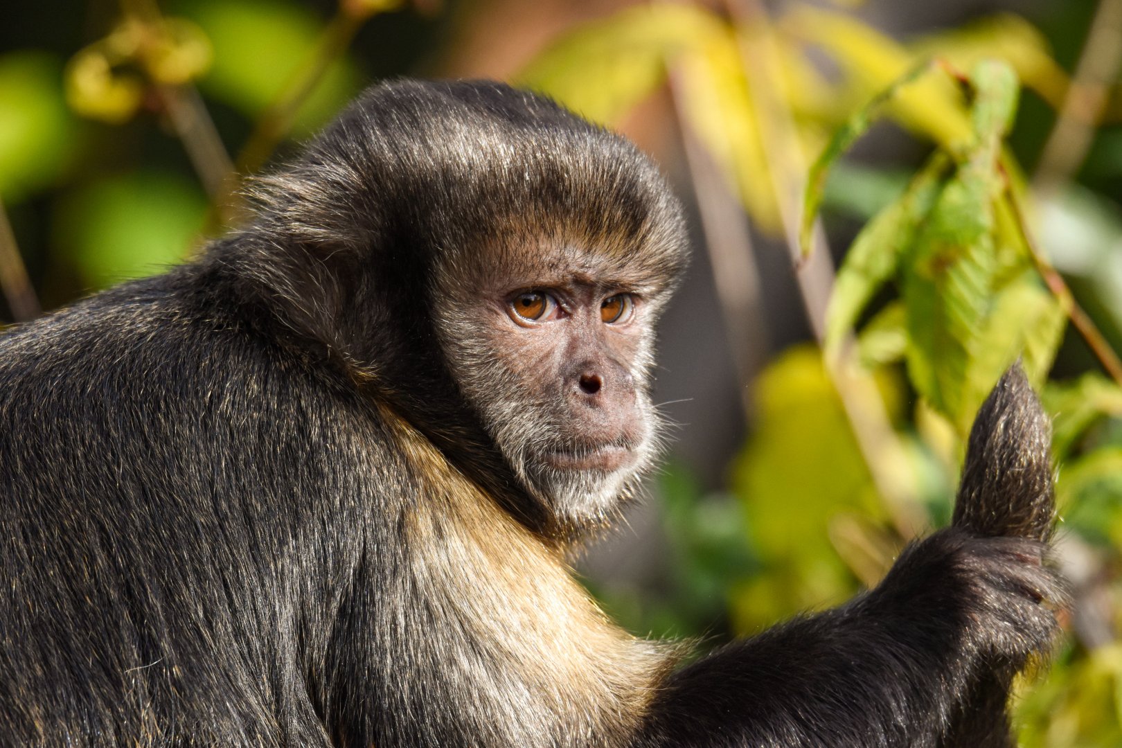 Yellow-breasted capuchin (October 2020)