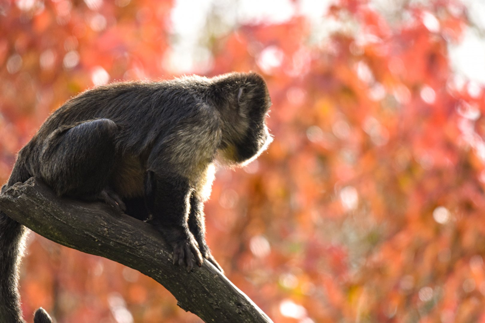 Yellow-breasted capuchin (October 2020)