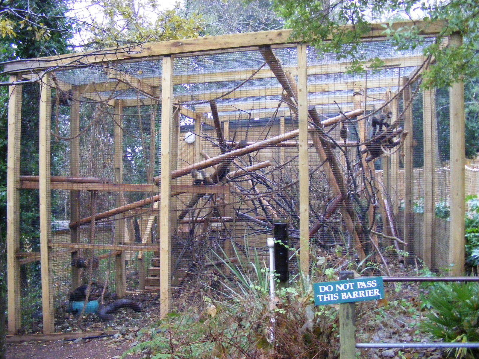 Yellow-breasted capuchin outdoor enclosure at Shaldon Zoo, 28 December 2010