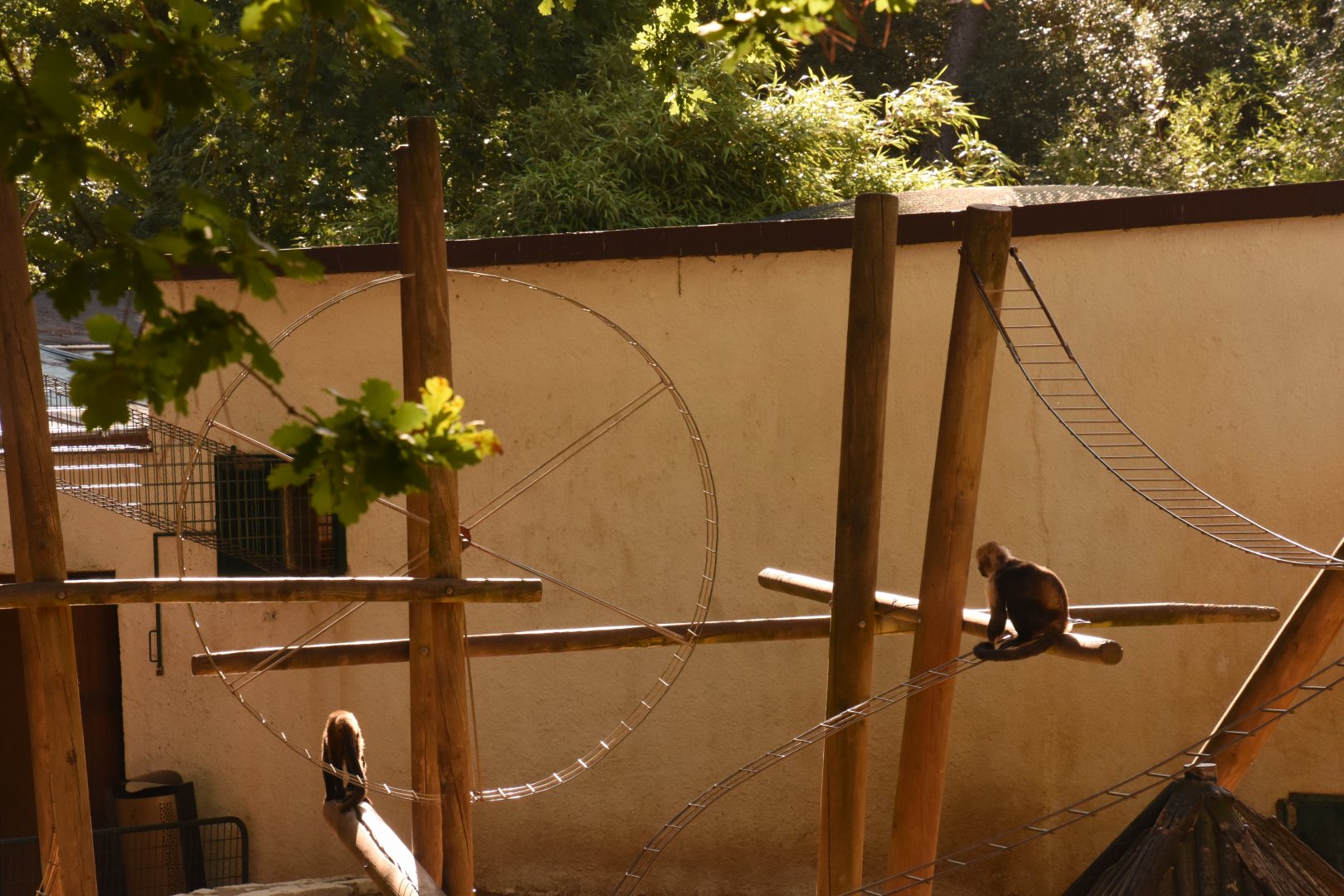 Yellow-breasted Capuchin playground