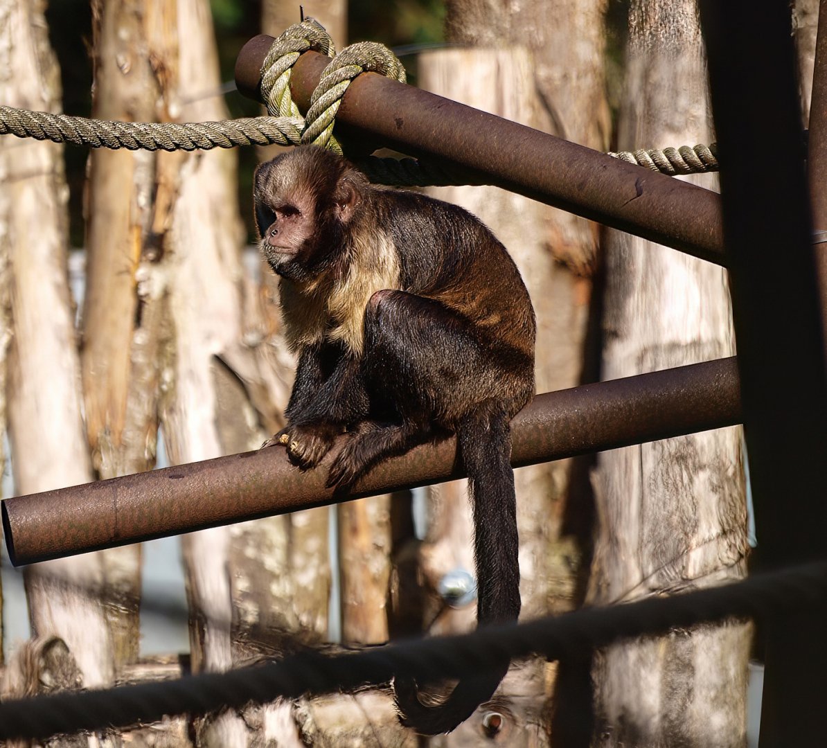 Yellow-breasted capuchin (Sapajus xanthosternos), 2015-08-01
