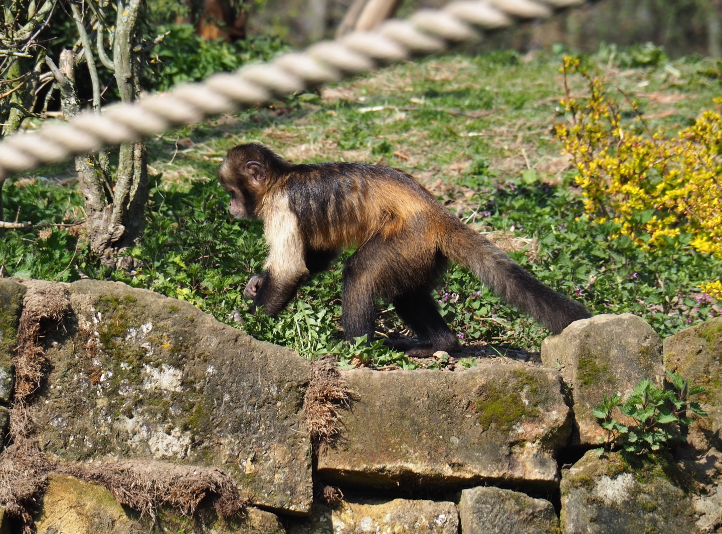 Yellow-breasted capuchin (Sapajus xanthosternos), 2019-03-30