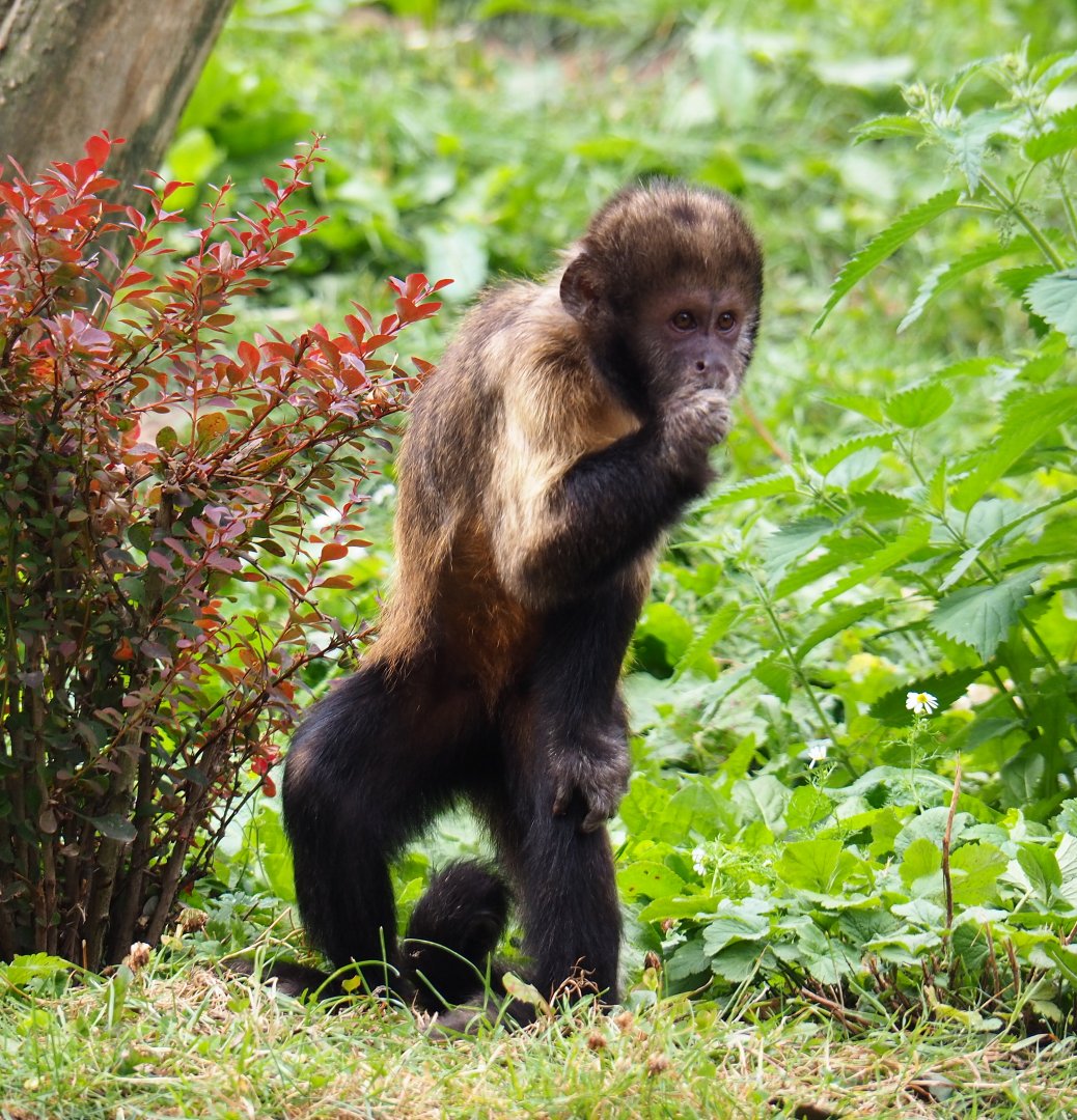 Yellow-breasted capuchin (Sapajus xanthosternos), 2019-07-21
