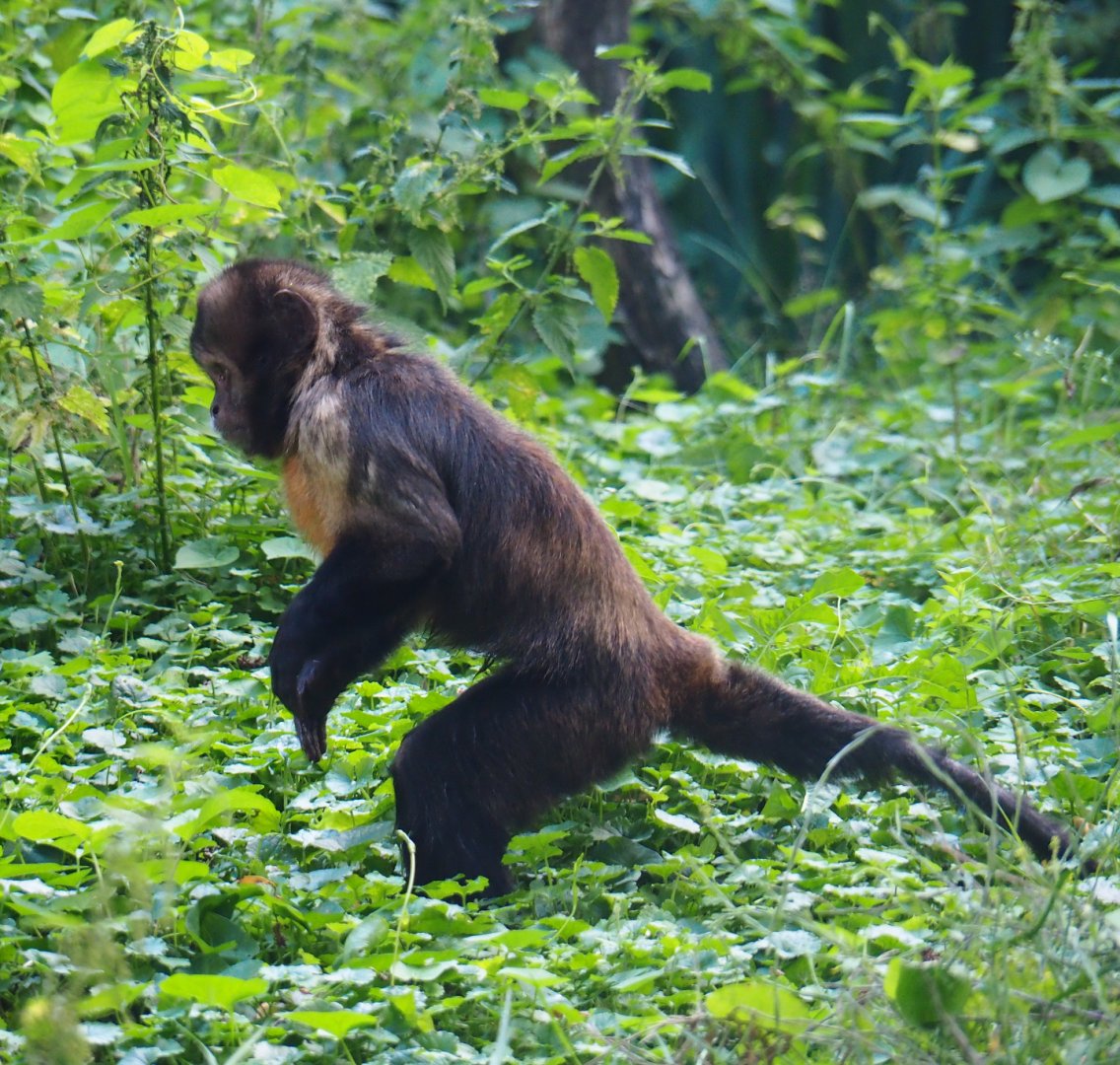 Yellow-breasted capuchin (Sapajus xanthosternos), 2019-08-11