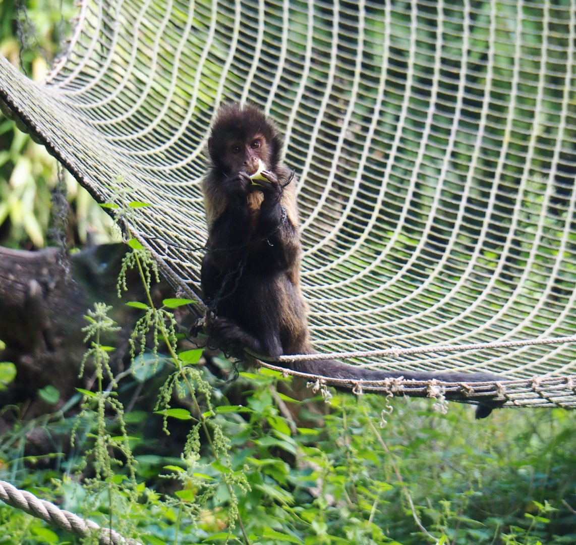 Yellow-breasted capuchin (Sapajus xanthosternos), 2019-08-11