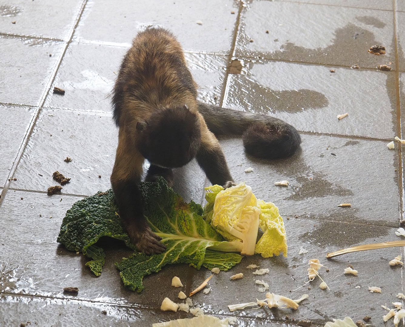Yellow-breasted capuchin (Sapajus xanthosternos), 2022-08-20