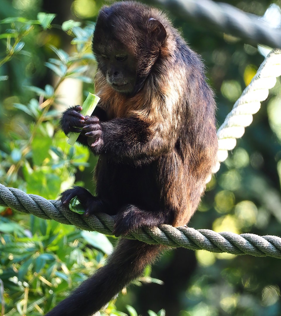 Yellow-breasted capuchin (Sapajus xanthosternos), 2022-10-09