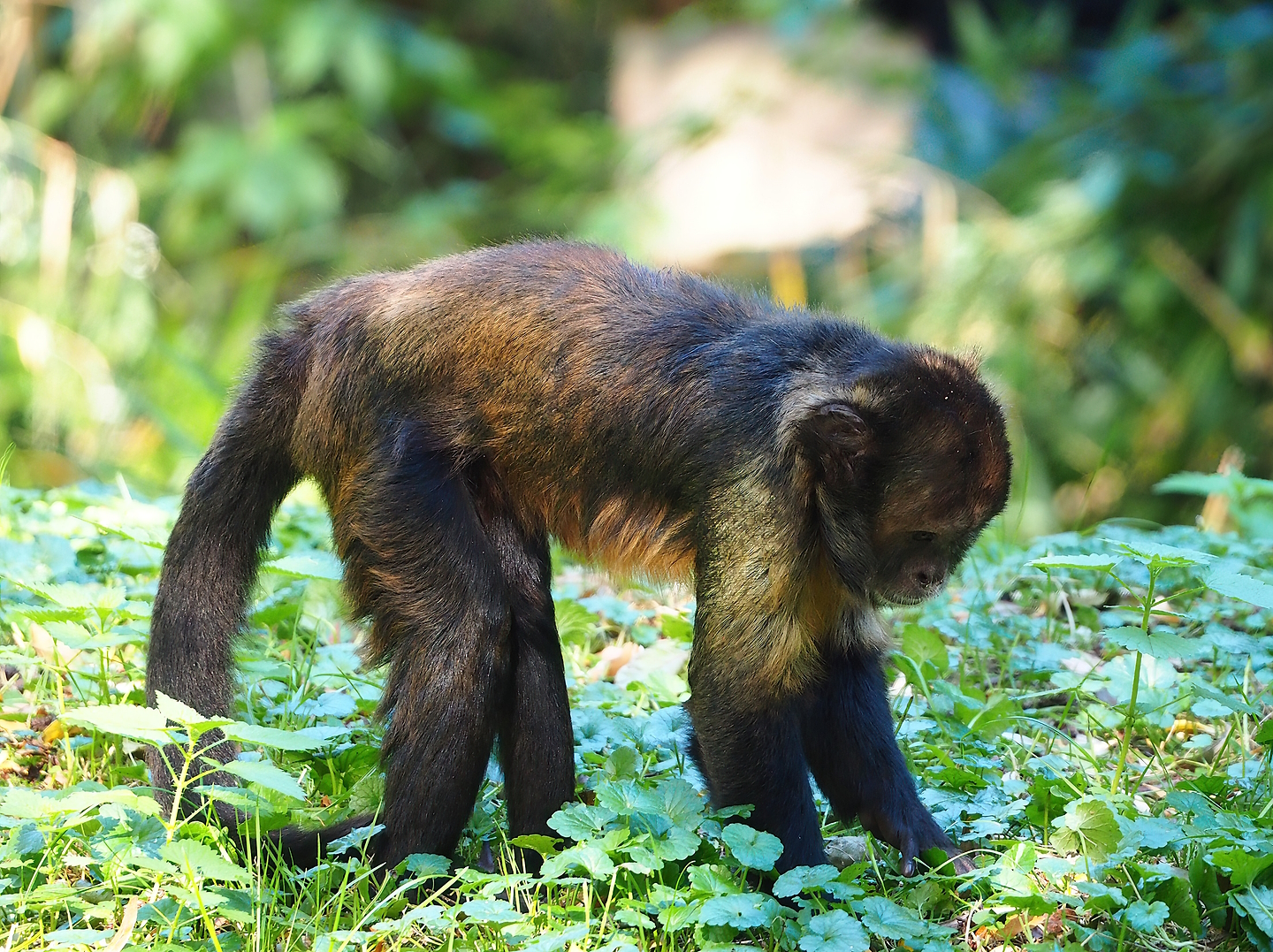 Yellow-breasted capuchin (Sapajus xanthosternos), 2022-10-09