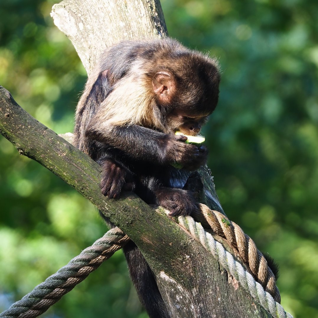 Yellow-breasted capuchin (Sapajus xanthosternos), 2023-09-24