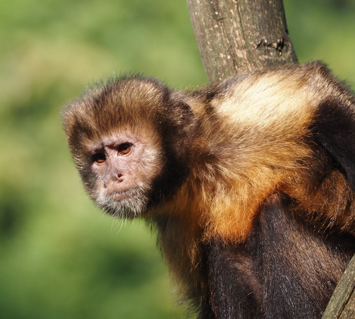 Yellow-breasted capuchin (Sapajus xanthosternos), 2024-08-18