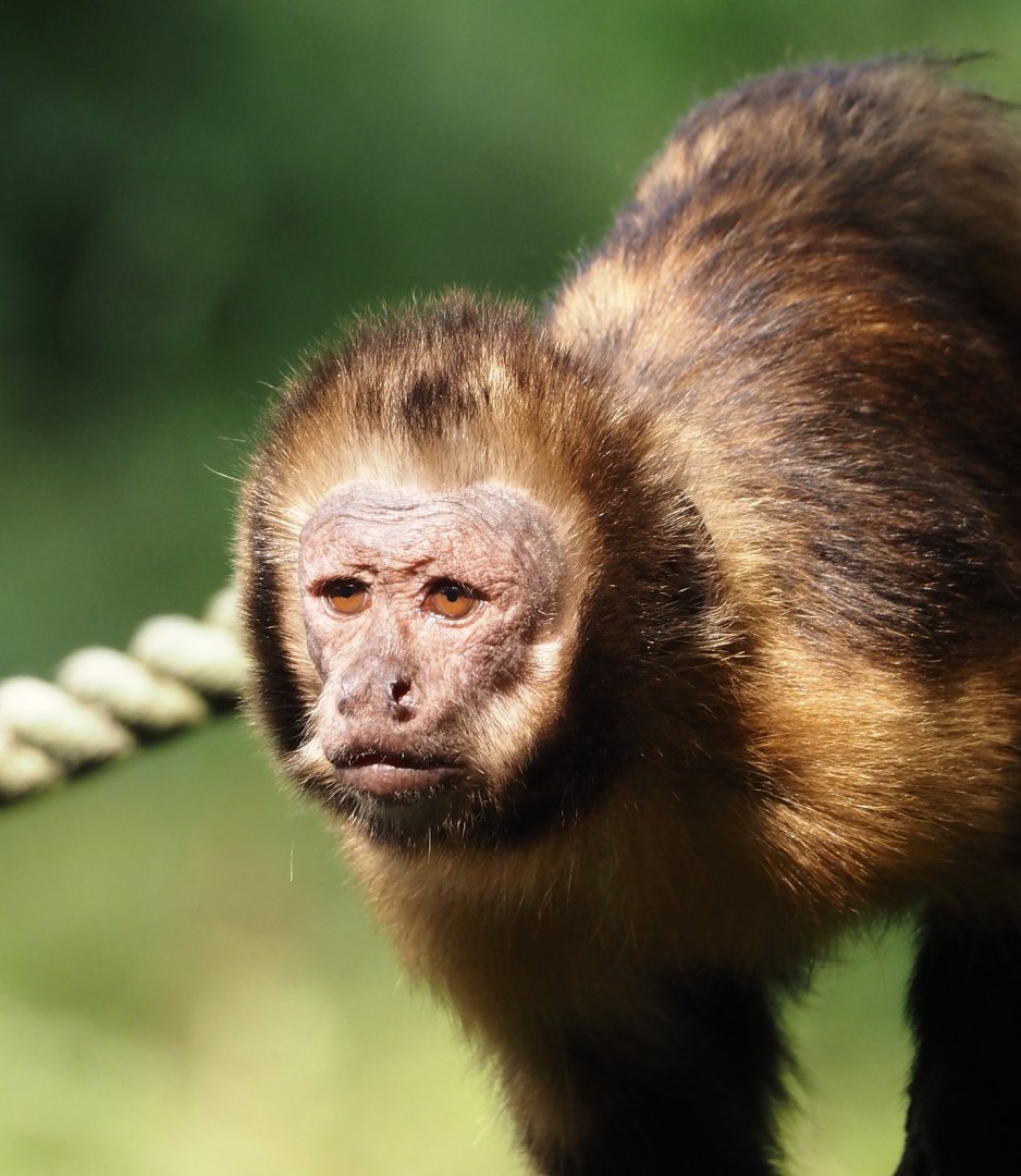 Yellow-breasted capuchin (Sapajus xanthosternos), 2024-08-18