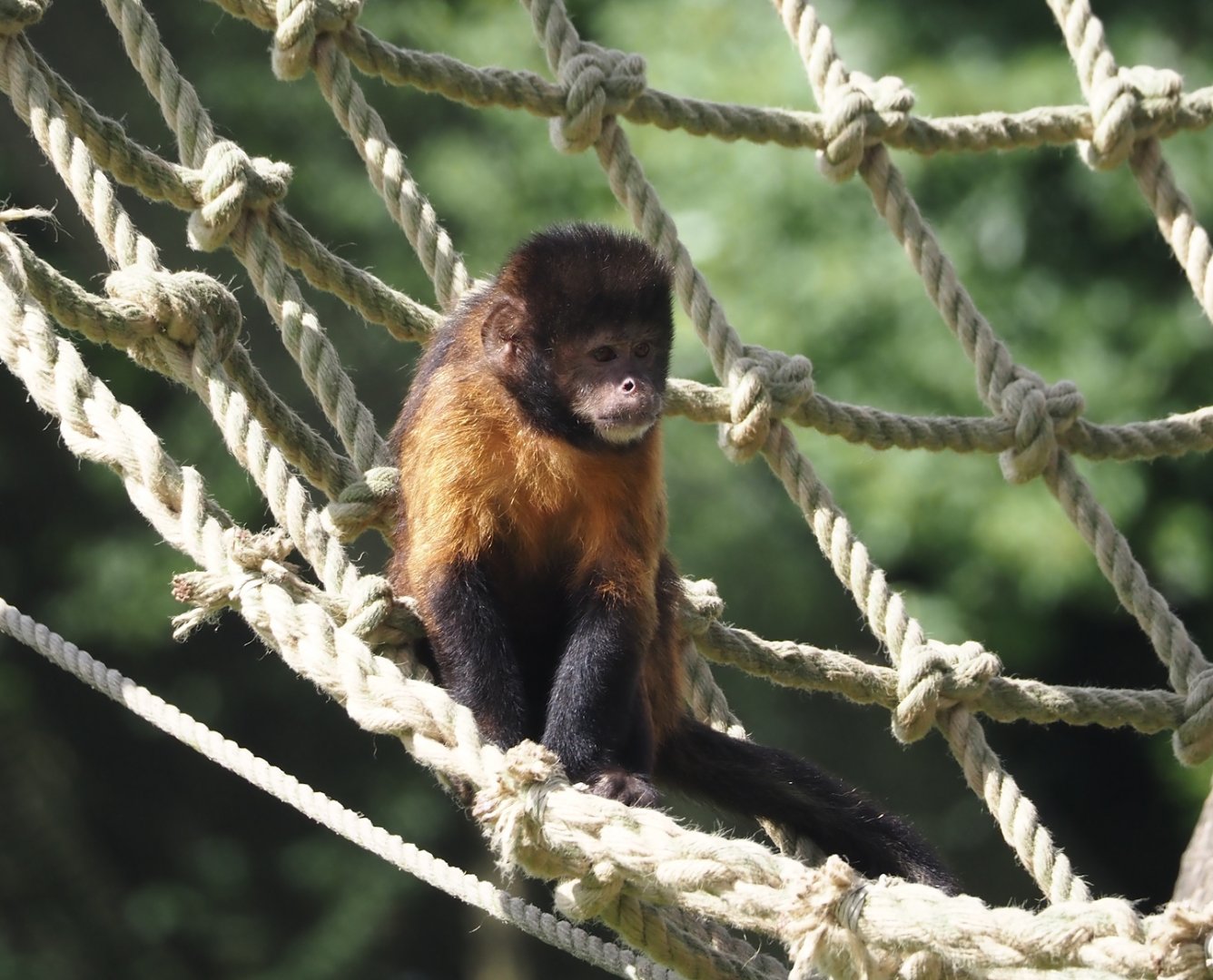 Yellow-breasted capuchin (Sapajus xanthosternos), 2024-08-21