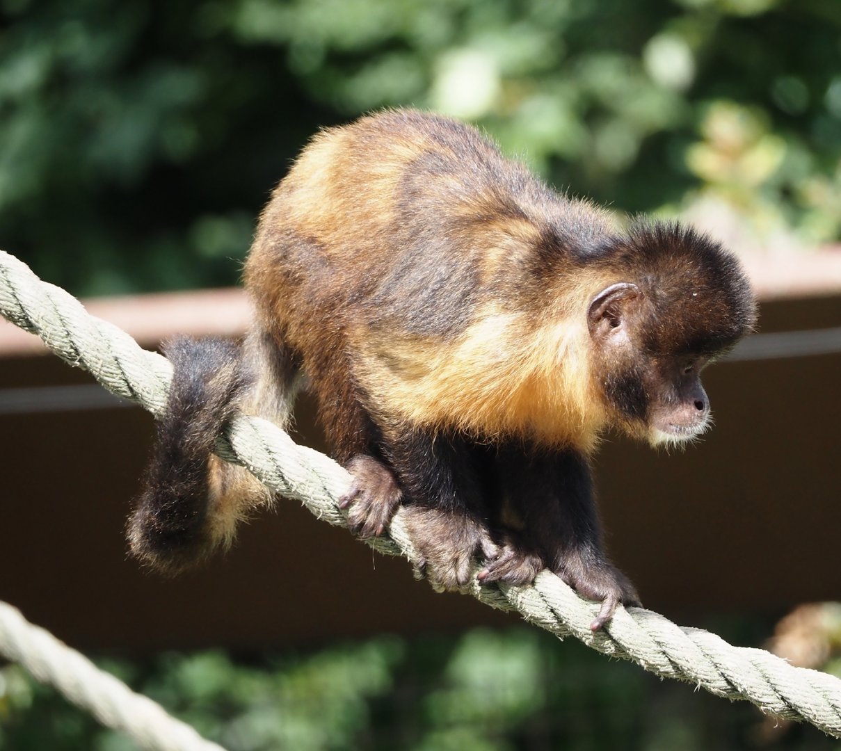Yellow-breasted capuchin (Sapajus xanthosternos), 2024-08-21