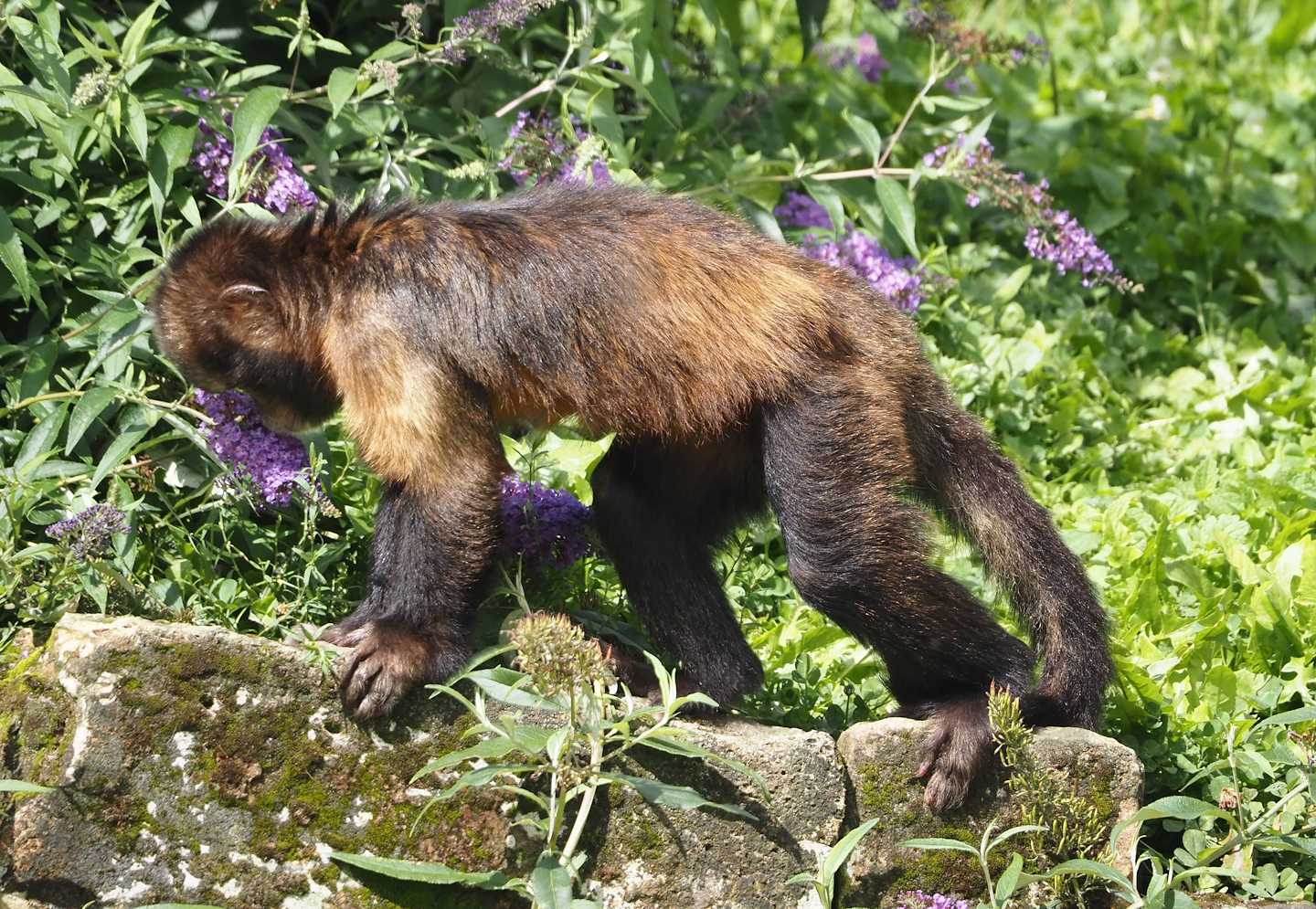 Yellow-breasted capuchin (Sapajus xanthosternos), 2024-08-21