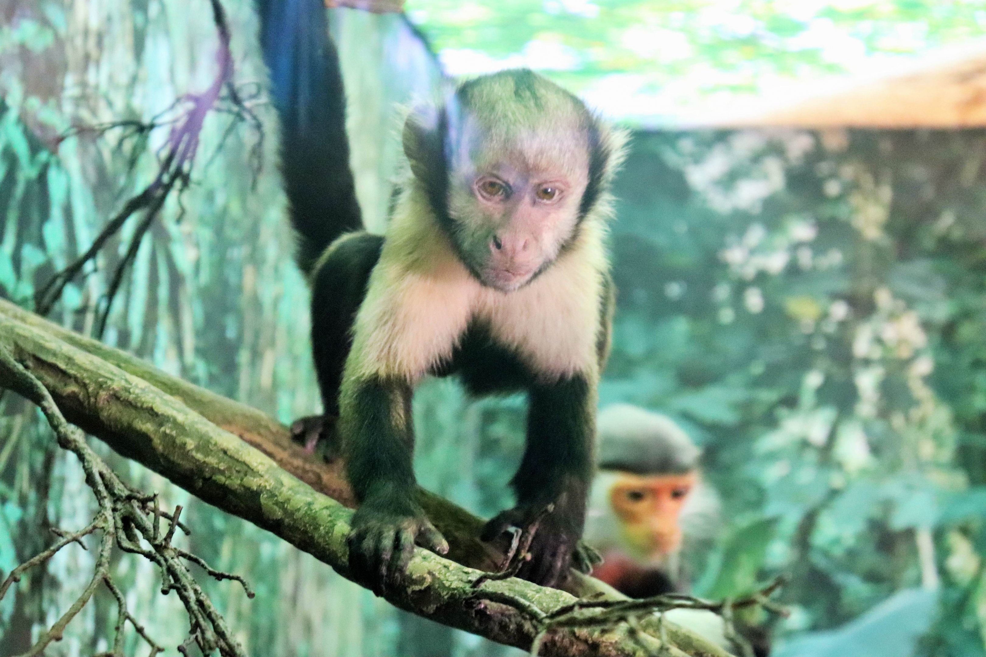 Yellow-breasted Capuchin (Sapajus xanthosternos)