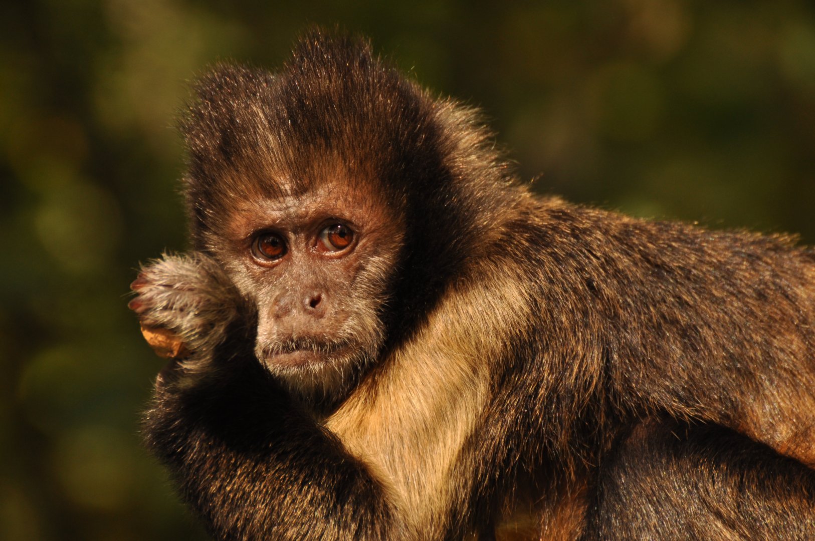 Yellow-breasted capuchin (Sapajus xanthosternos)