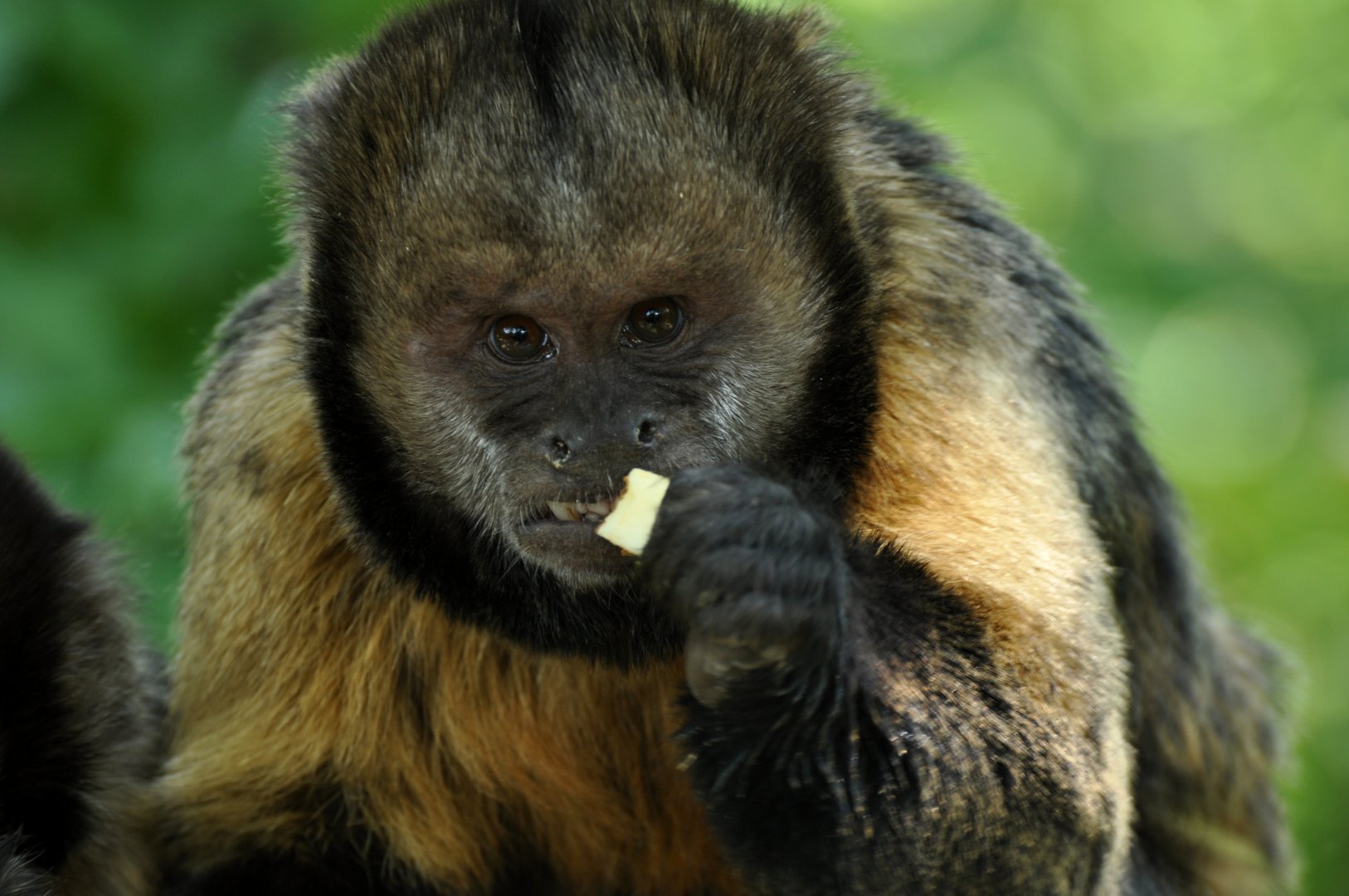 Yellow-breasted capuchin (Sapajus xanthosternos)