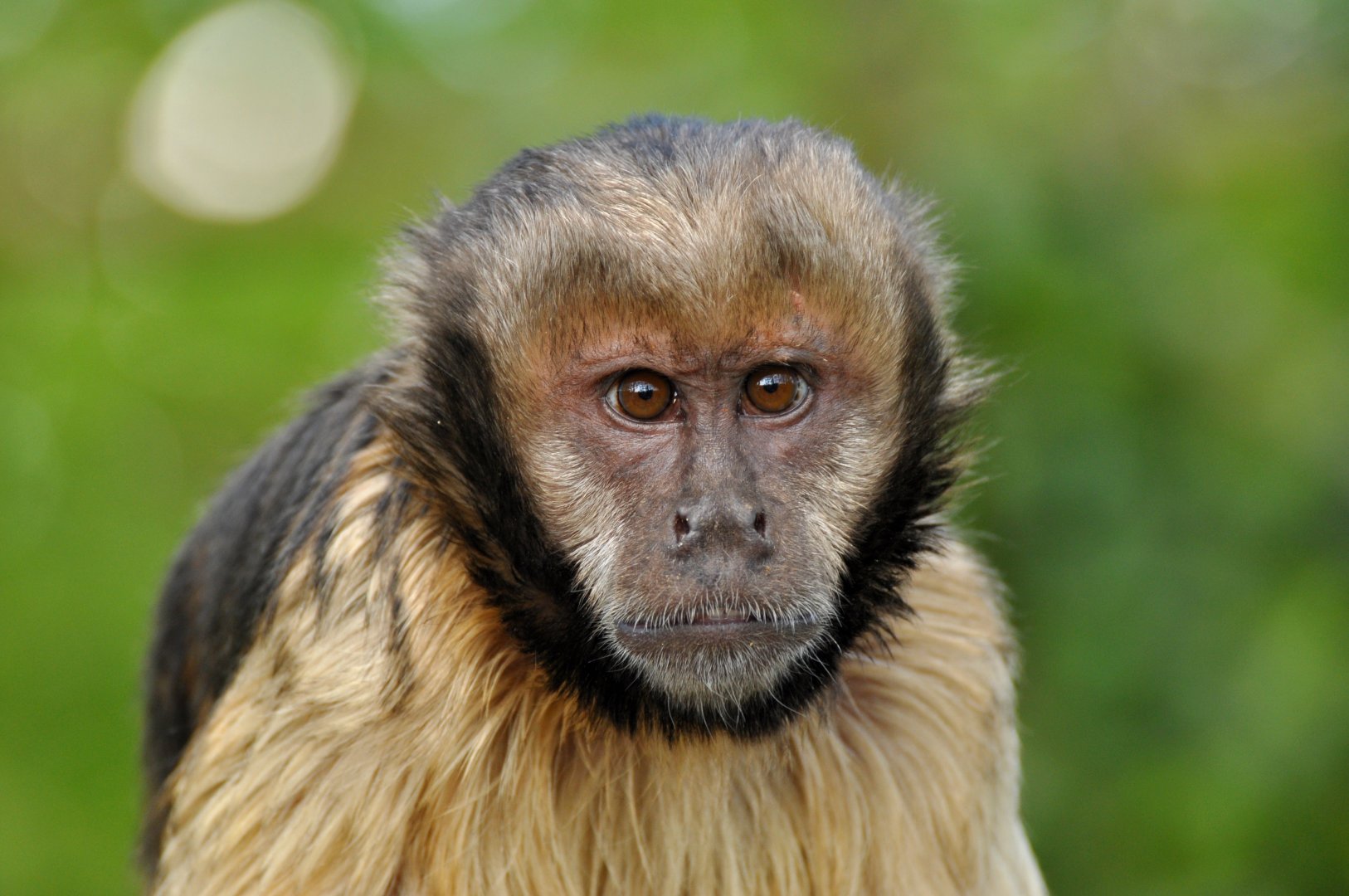 Yellow-breasted capuchin (Sapajus xanthosternos)