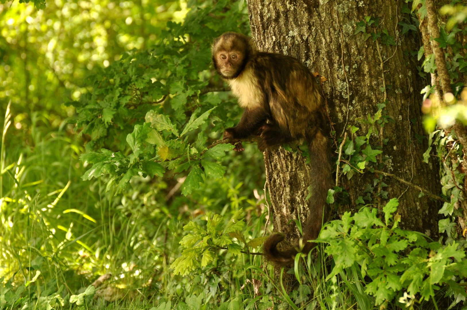 Yellow-breasted capuchin (Sapajus xanthosternos)