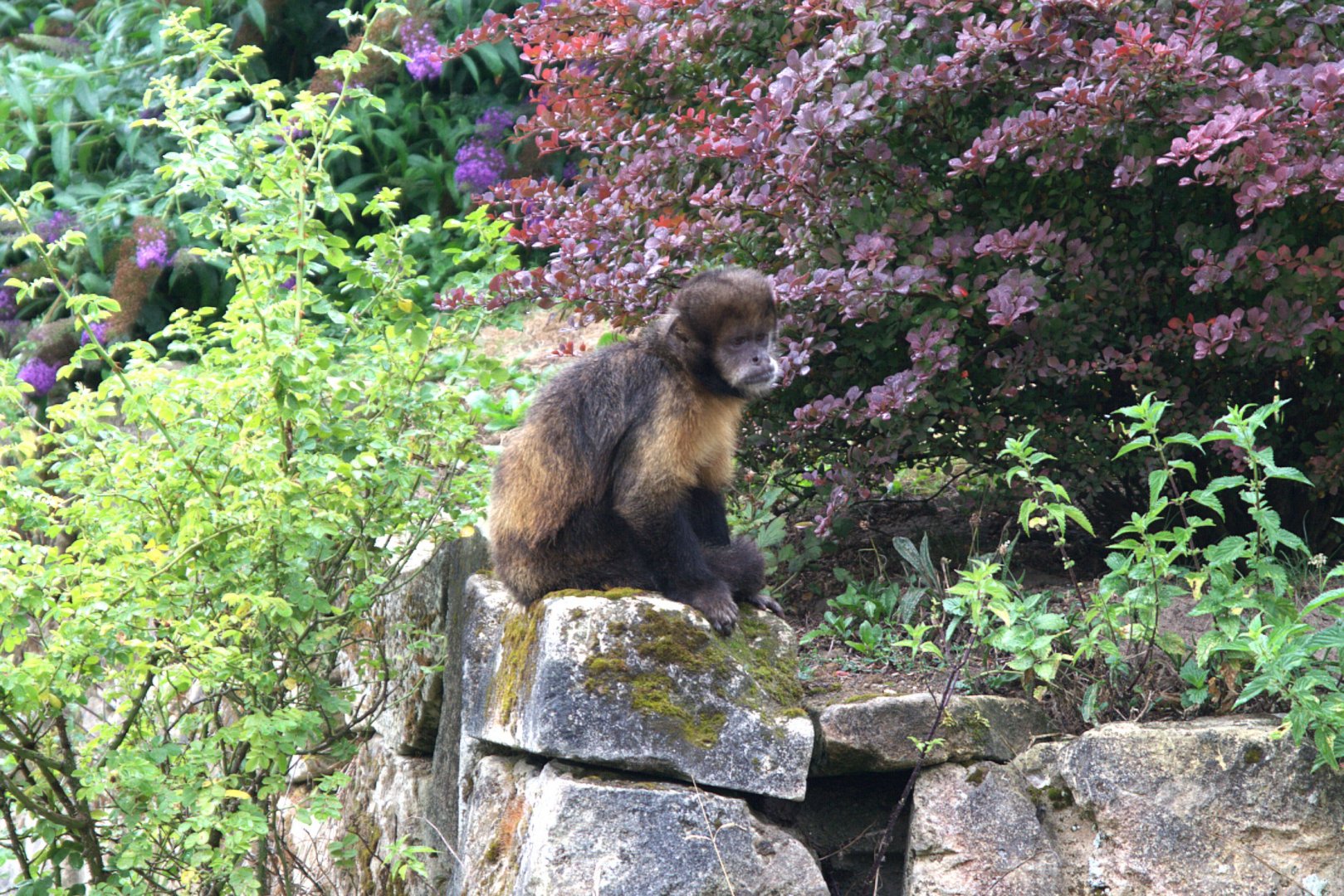 Yellow-breasted Capuchin (Sapajus xanthosternos)