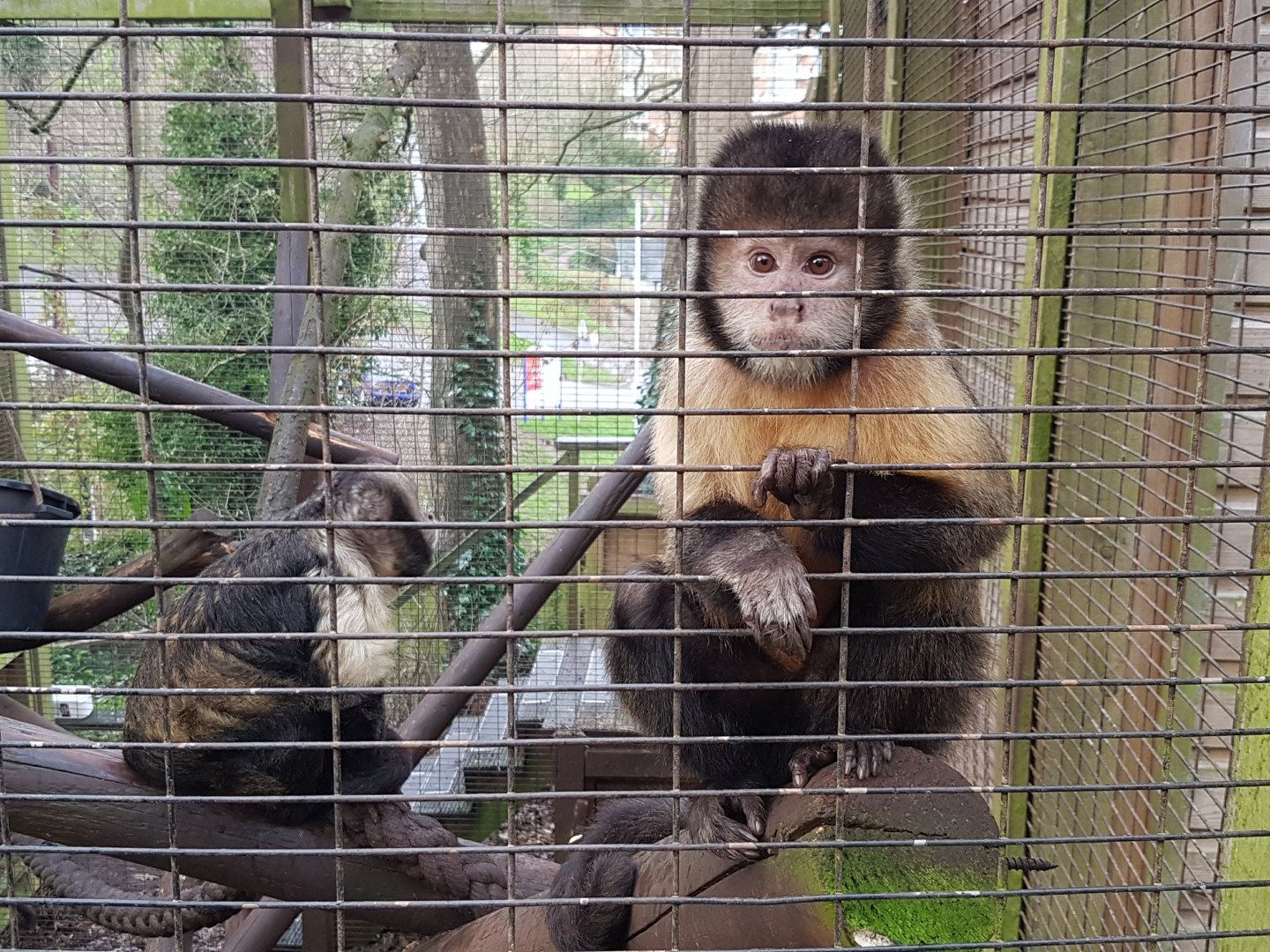 Yellow-Breasted Capuchin - Shaldon Wildlife Trust - January, 2017.
