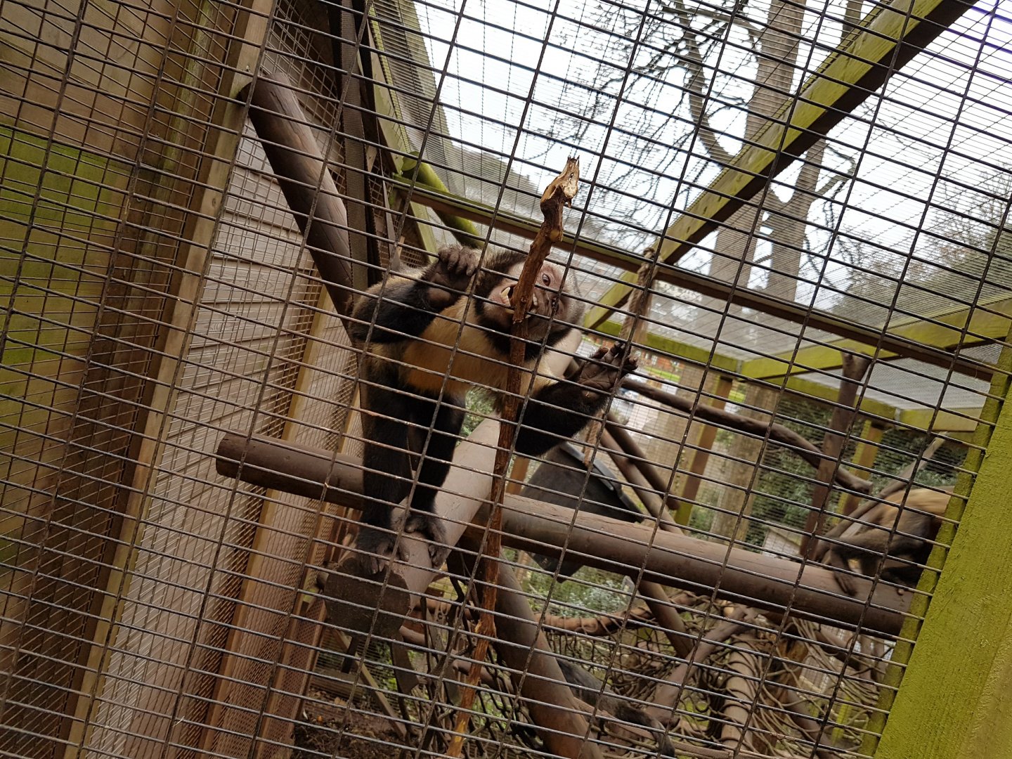 Yellow-Breasted Capuchin - Shaldon Wildlife Trust - January, 2017