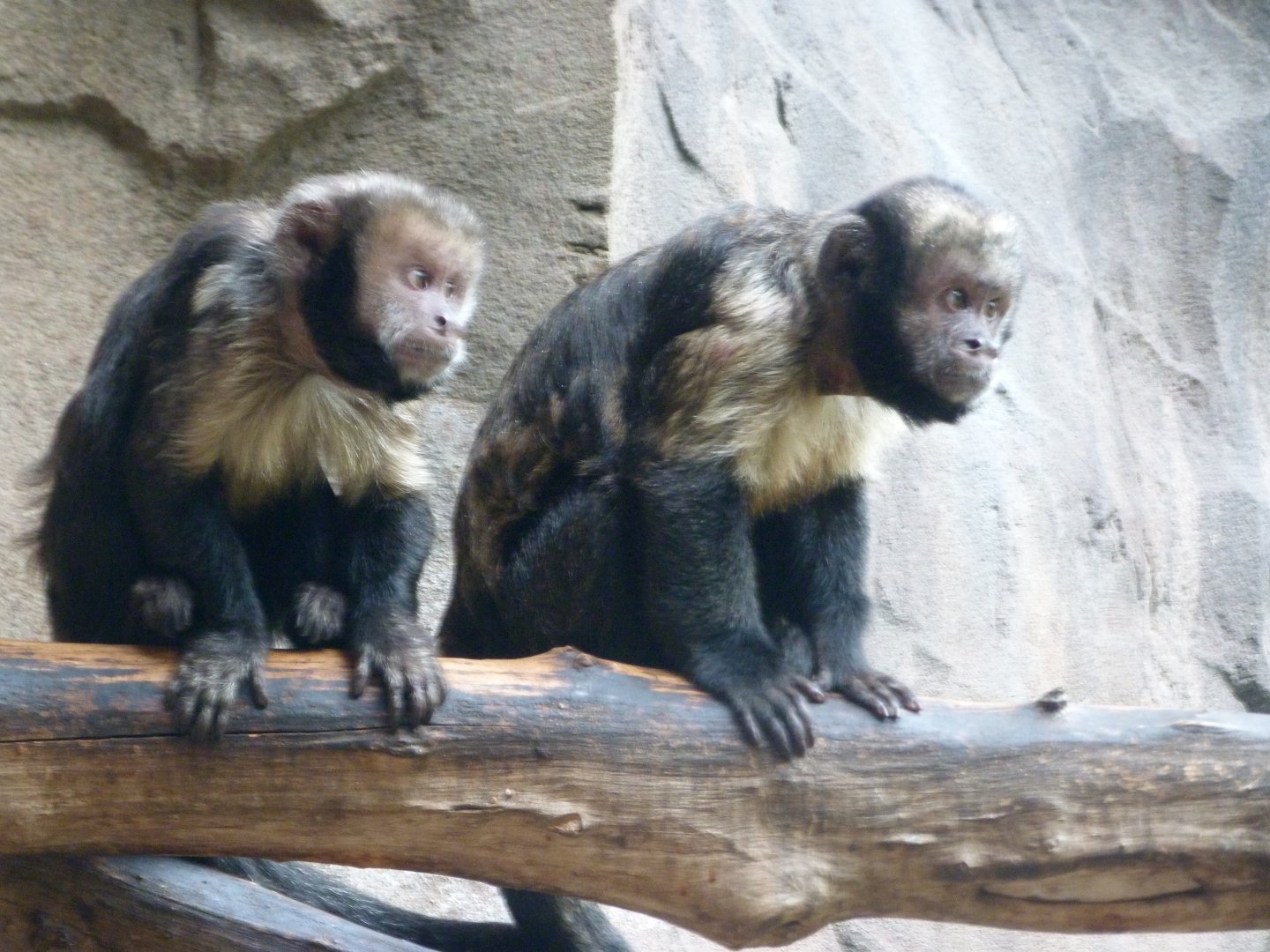 Yellow-breasted capuchin -Tierpark Berlin (2024)