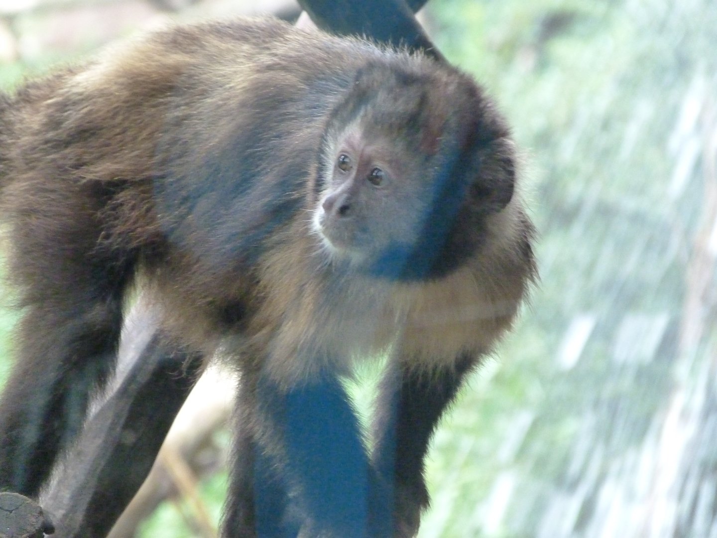 Yellow-breasted capuchin -Tierpark Berlin (2024)