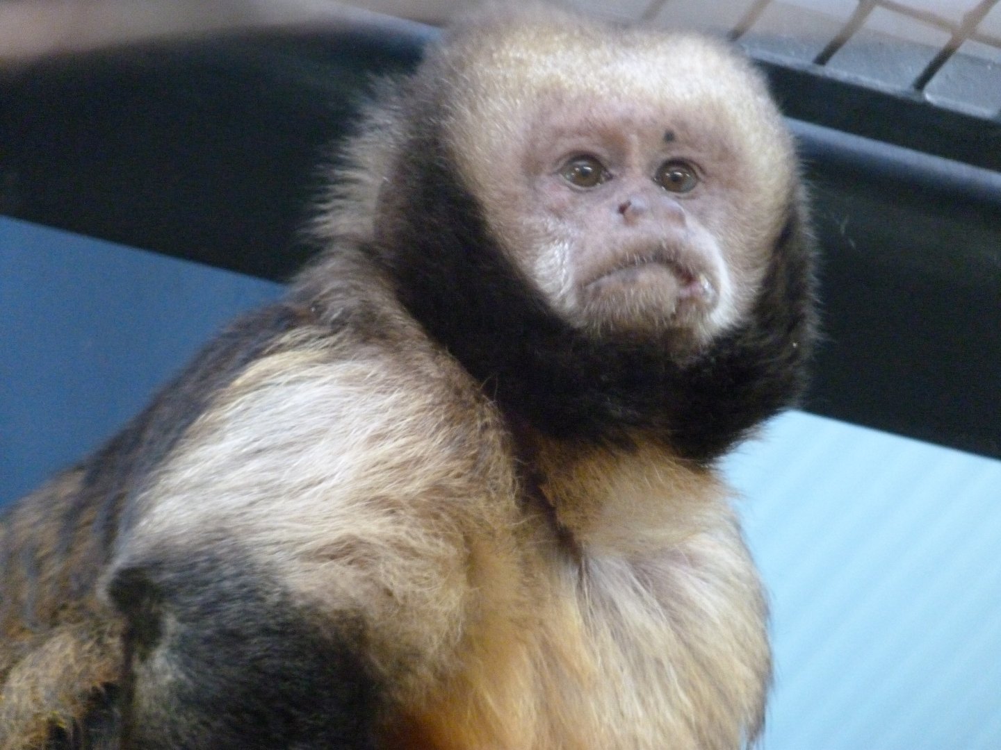 Yellow-breasted capuchin -Zoo Praha (2025)