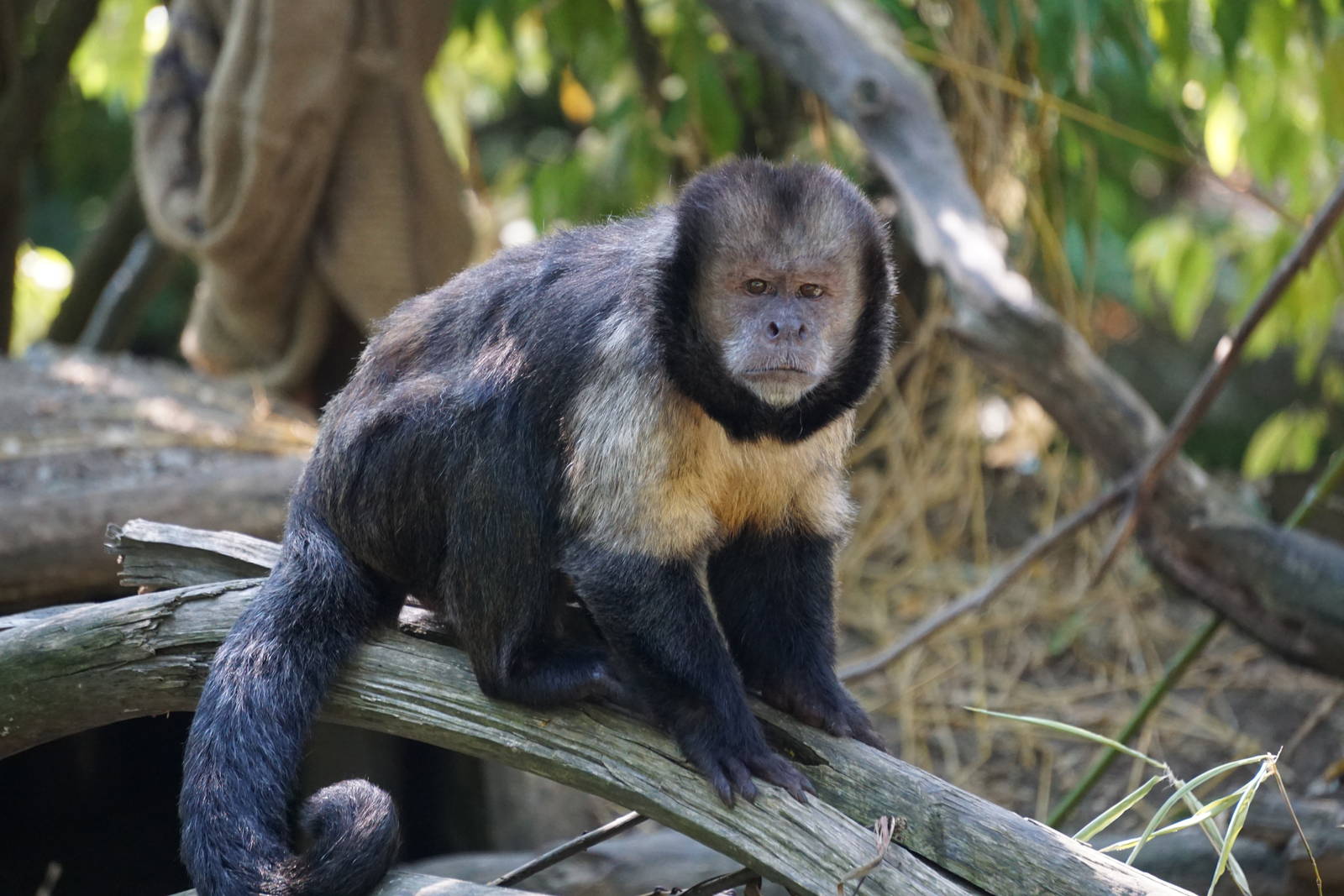 Yellow-breasted Capuchin