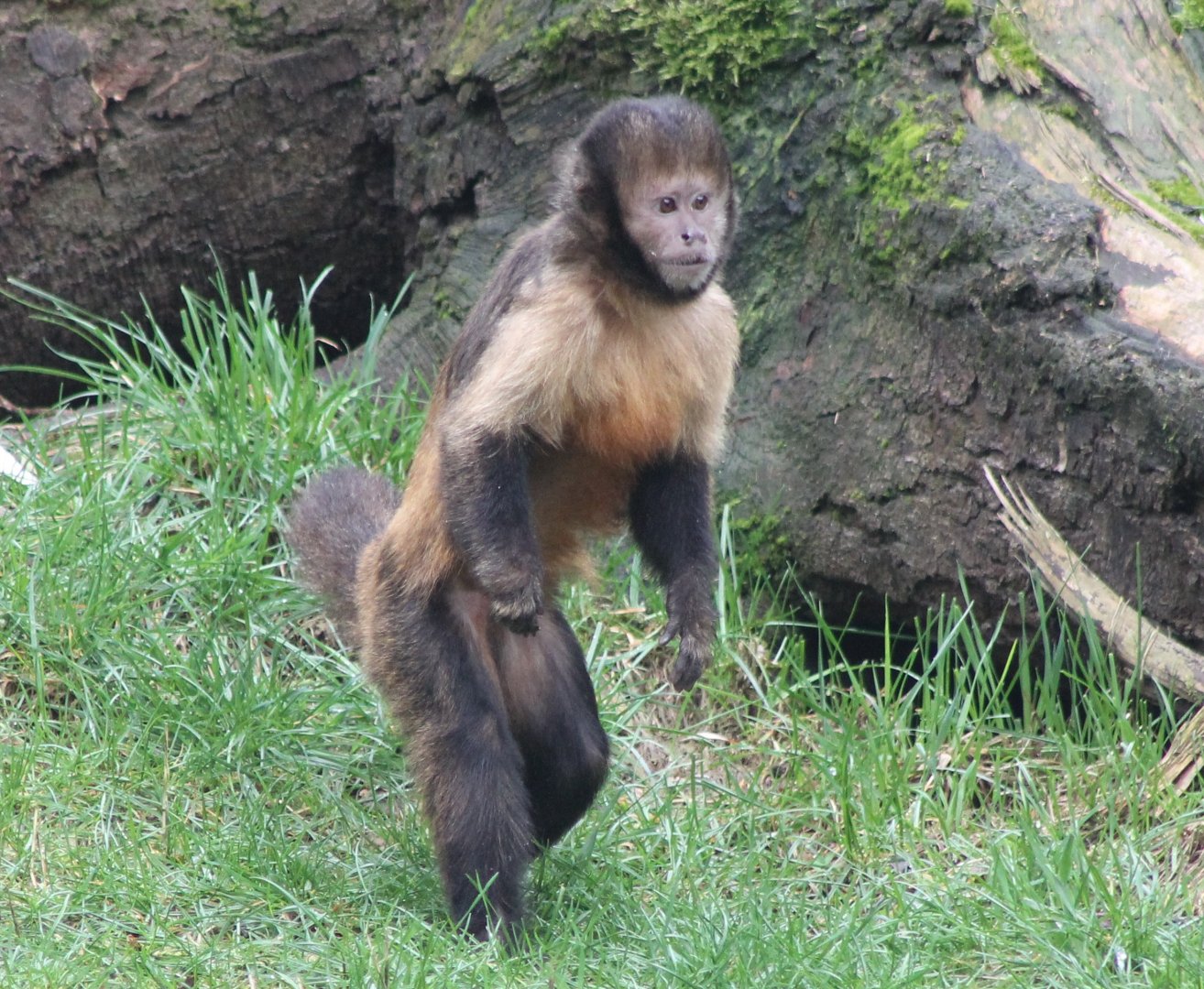 Yellow-breasted capuchin