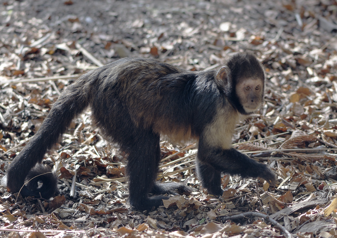 Yellow-breasted capuchin