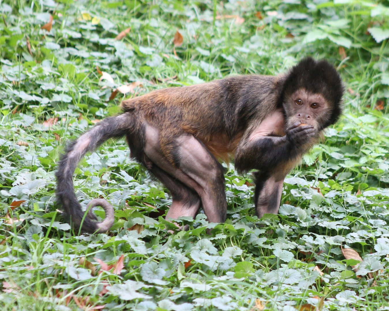 Yellow-breasted capuchin