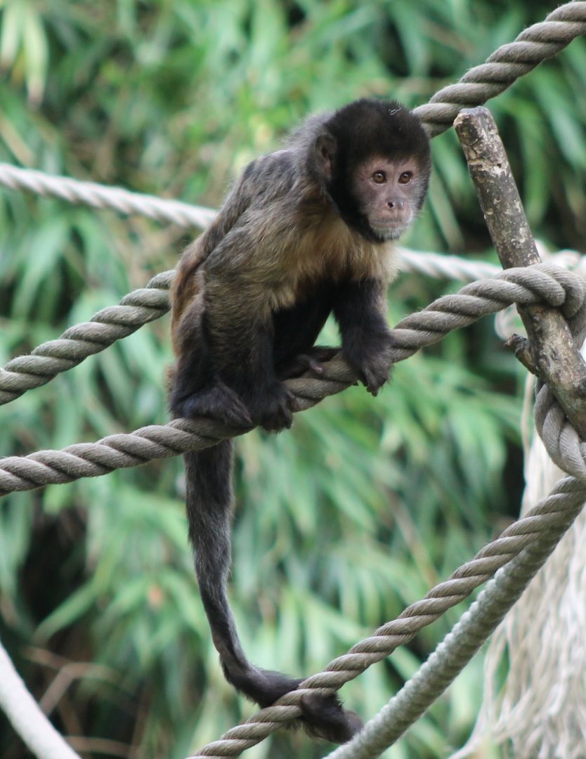 Yellow-breasted capuchin