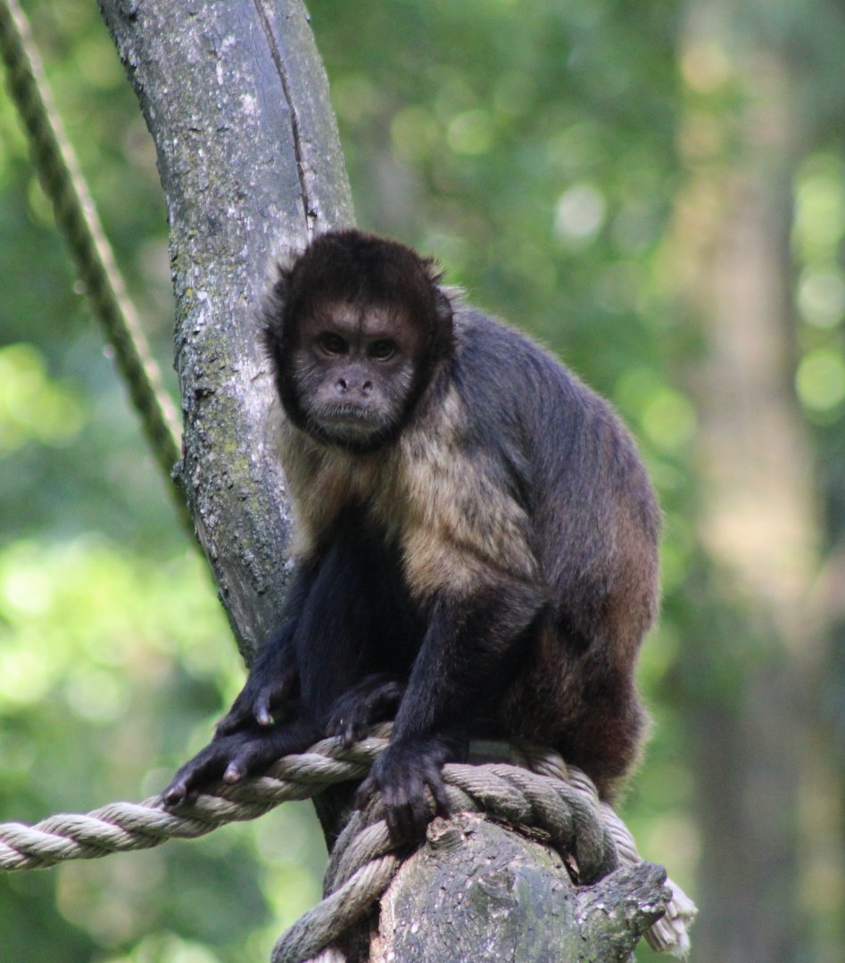 Yellow-breasted capuchin